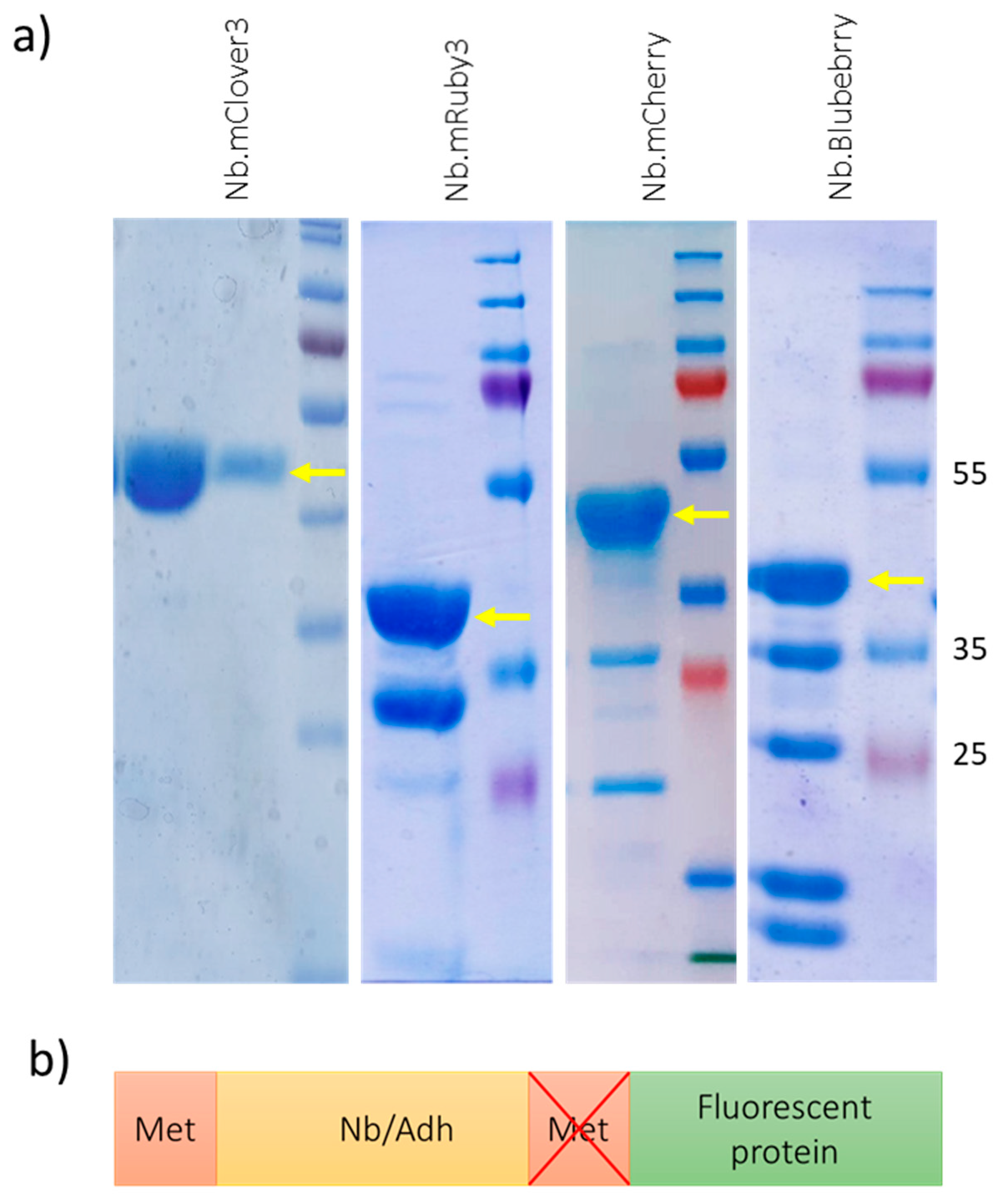 Biomolecules 14 00587 g001