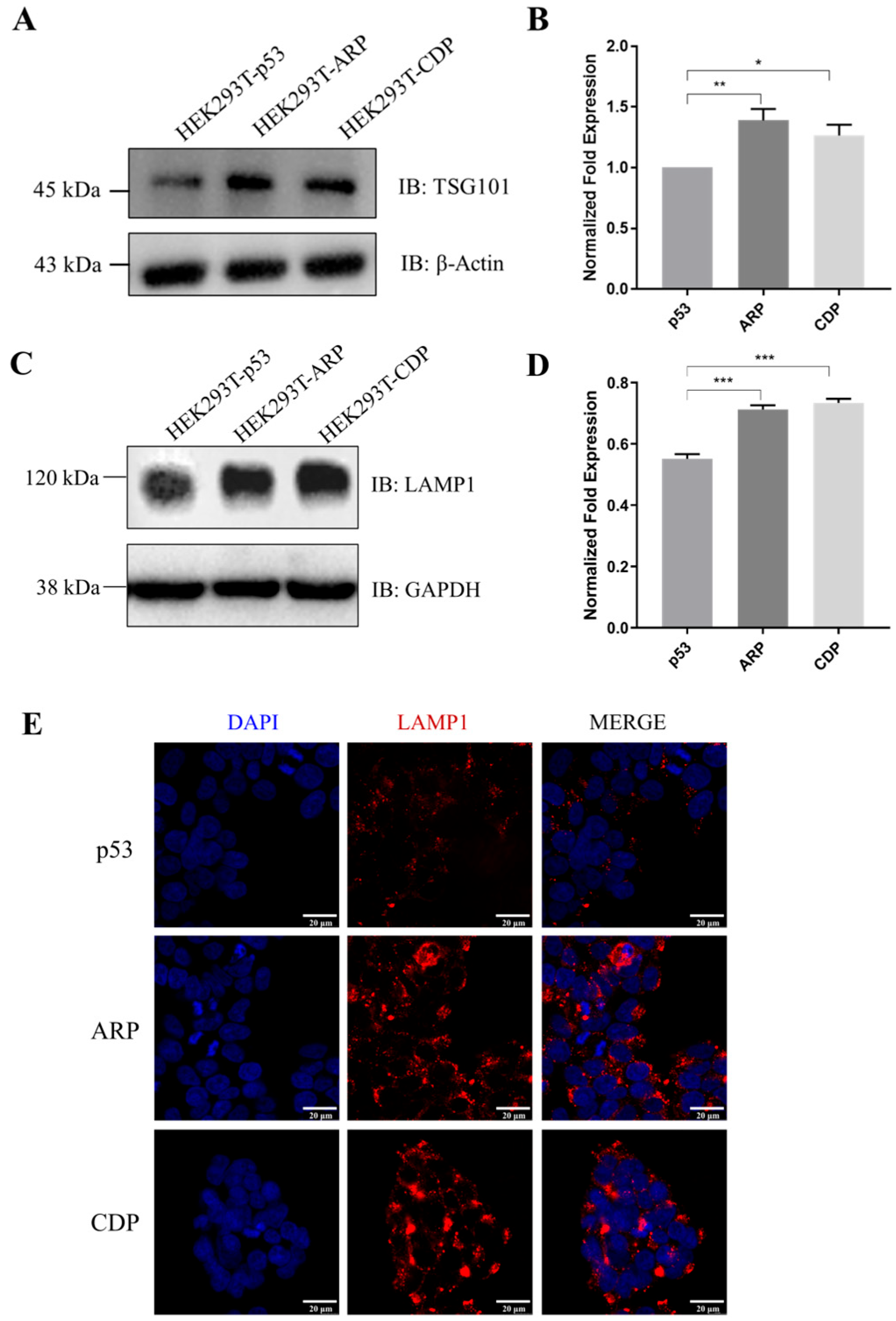 Biomolecules 14 00591 g002