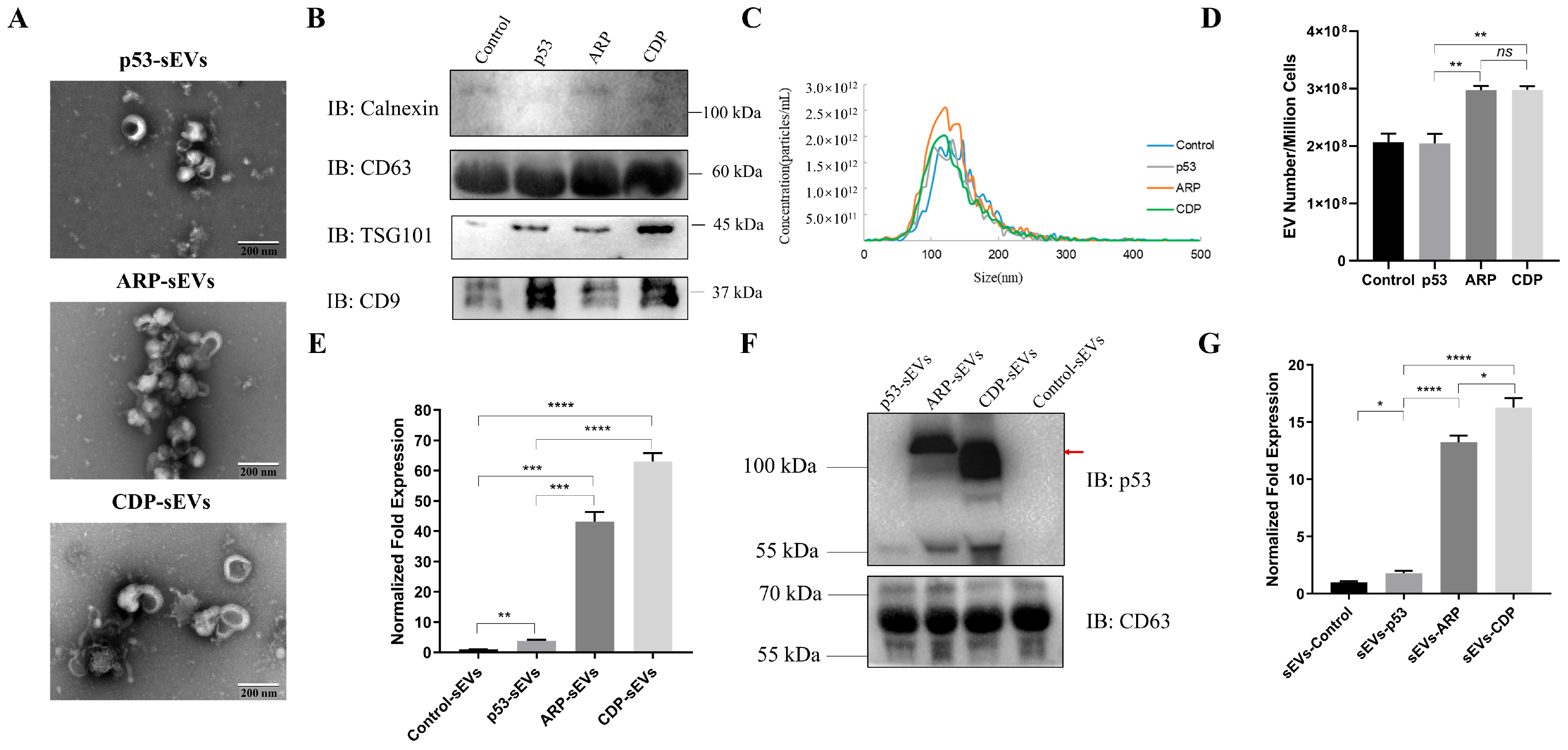 Biomolecules 14 00591 g003