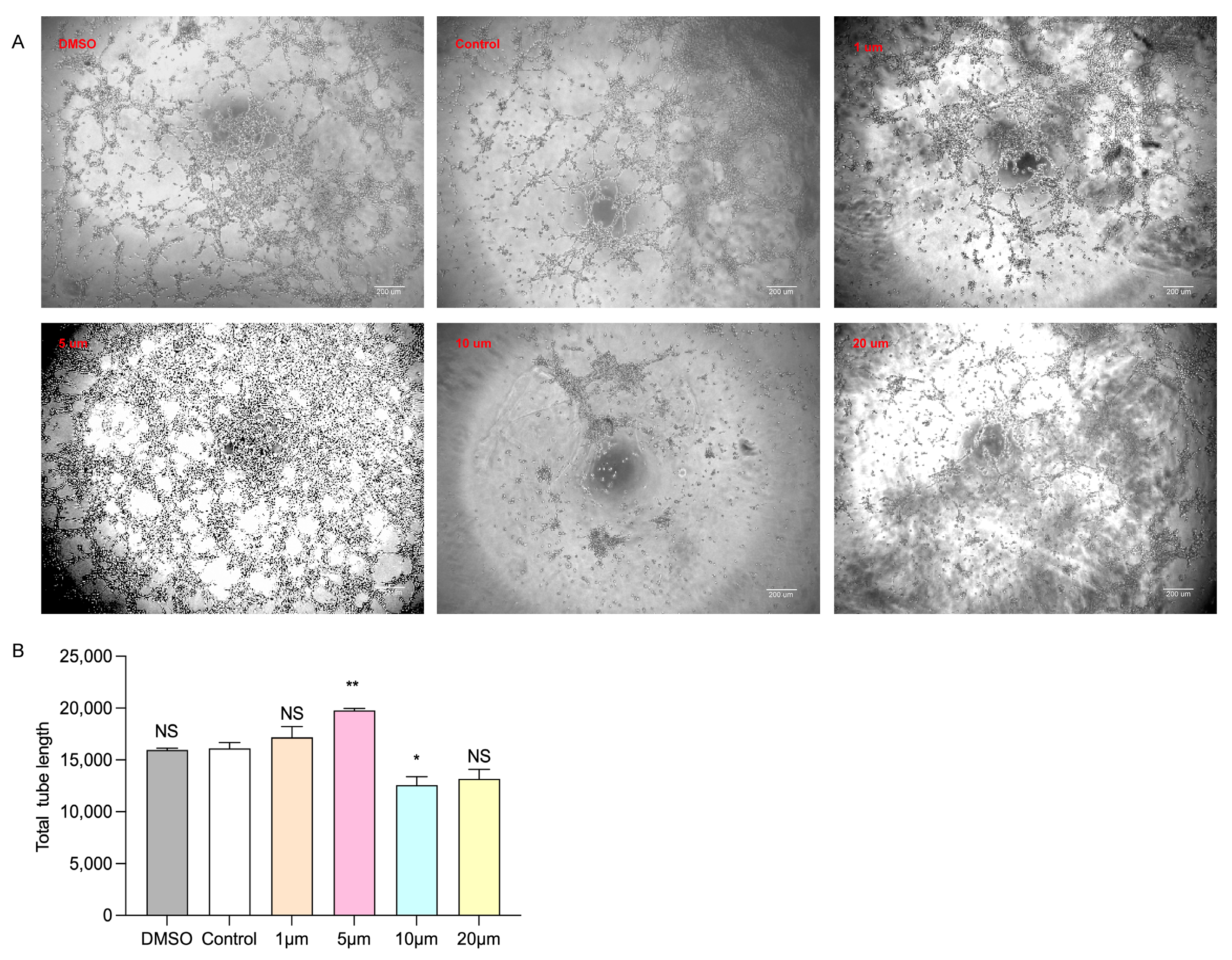 Biomolecules 14 00592 g007