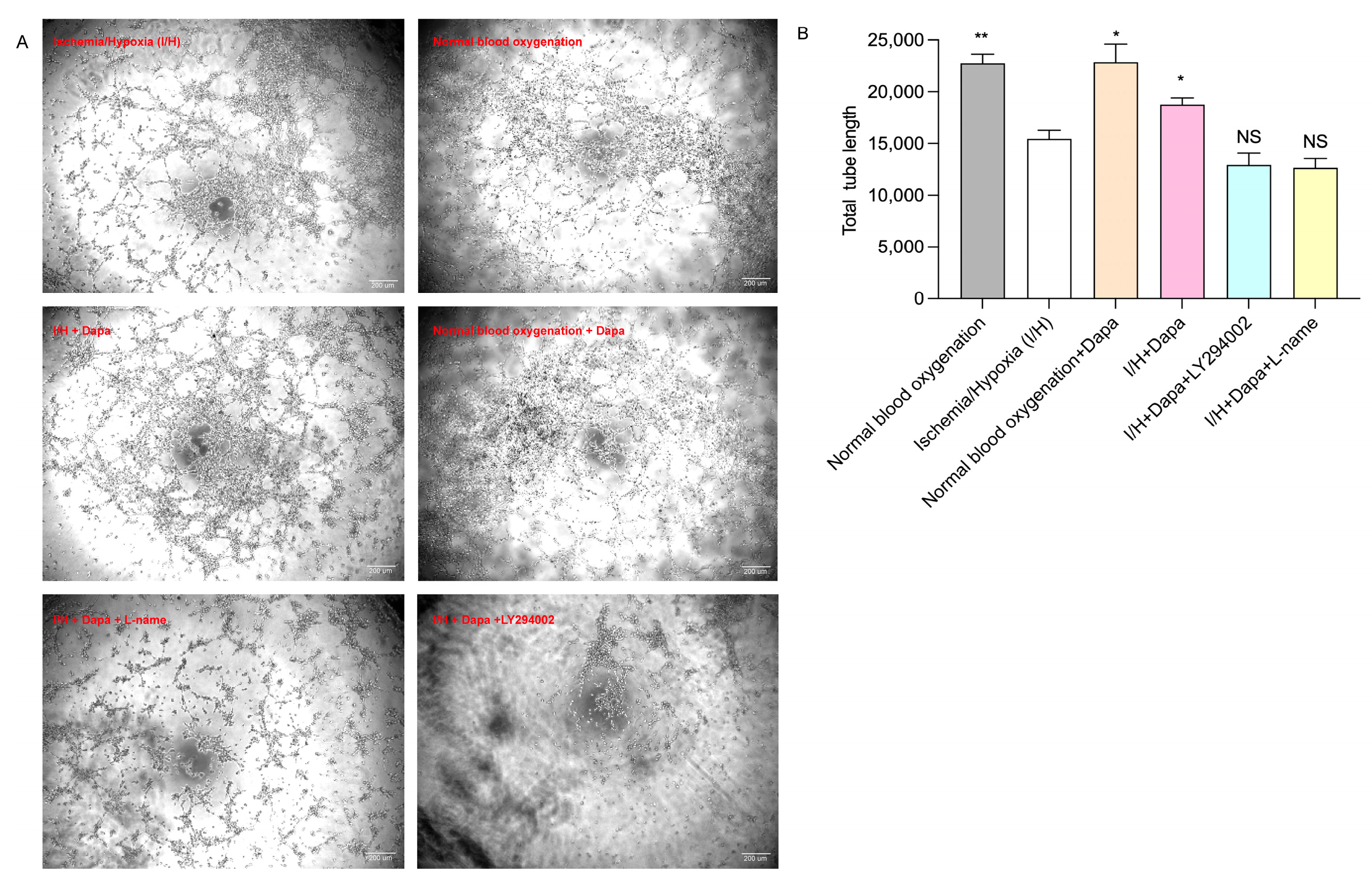 Biomolecules 14 00592 g011