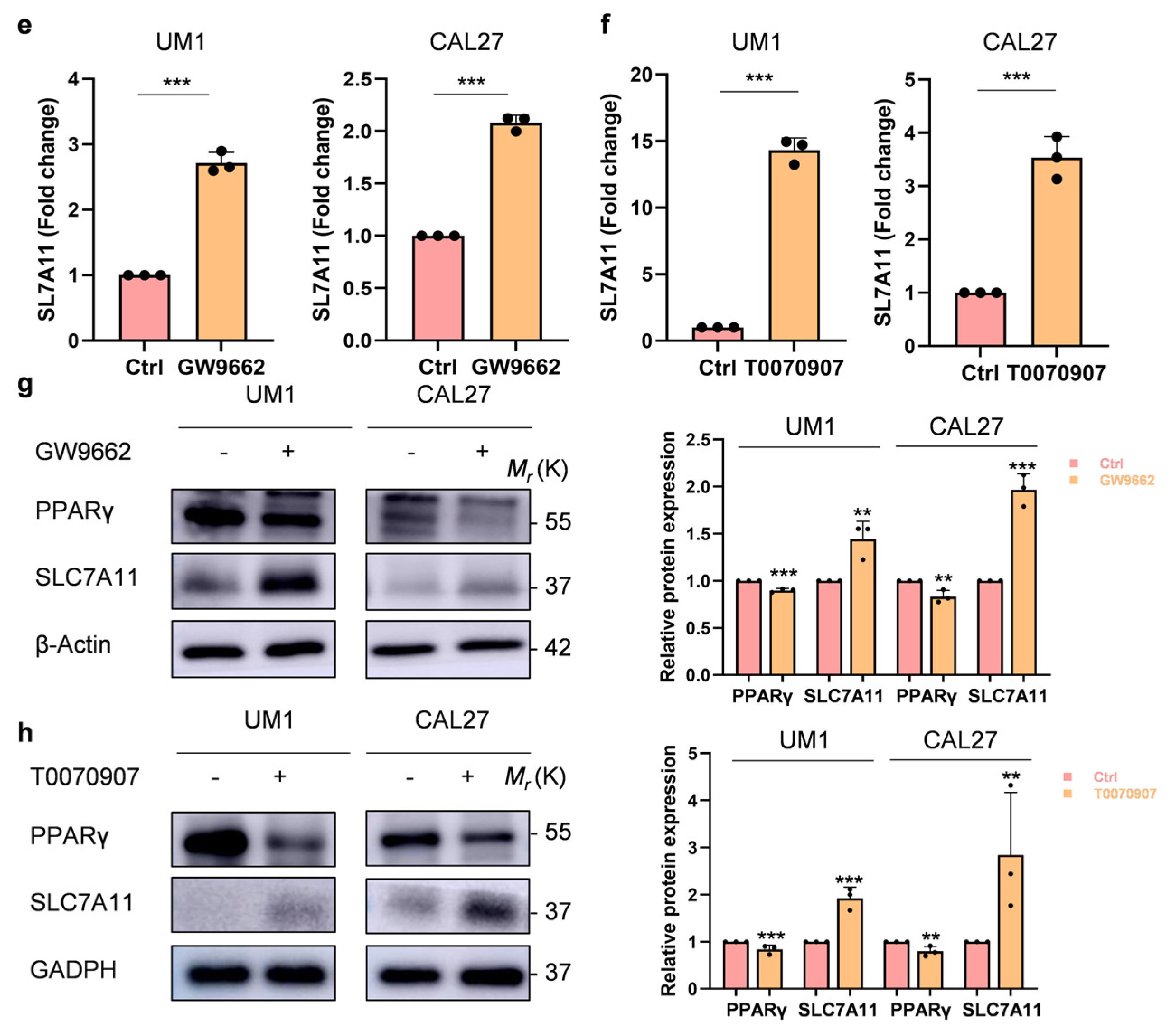 Biomolecules 14 00596 g003b