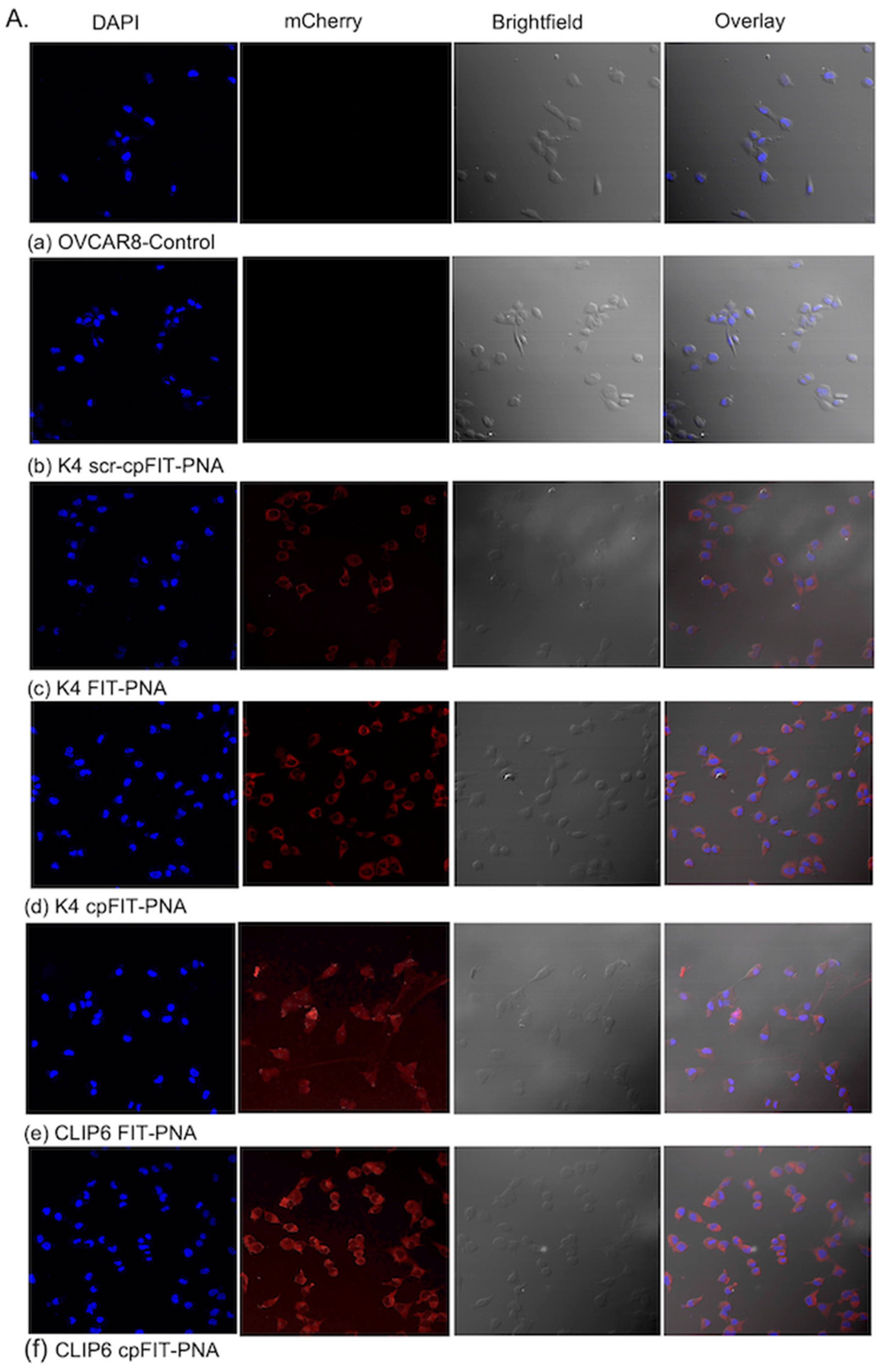 Biomolecules 14 00609 g002a