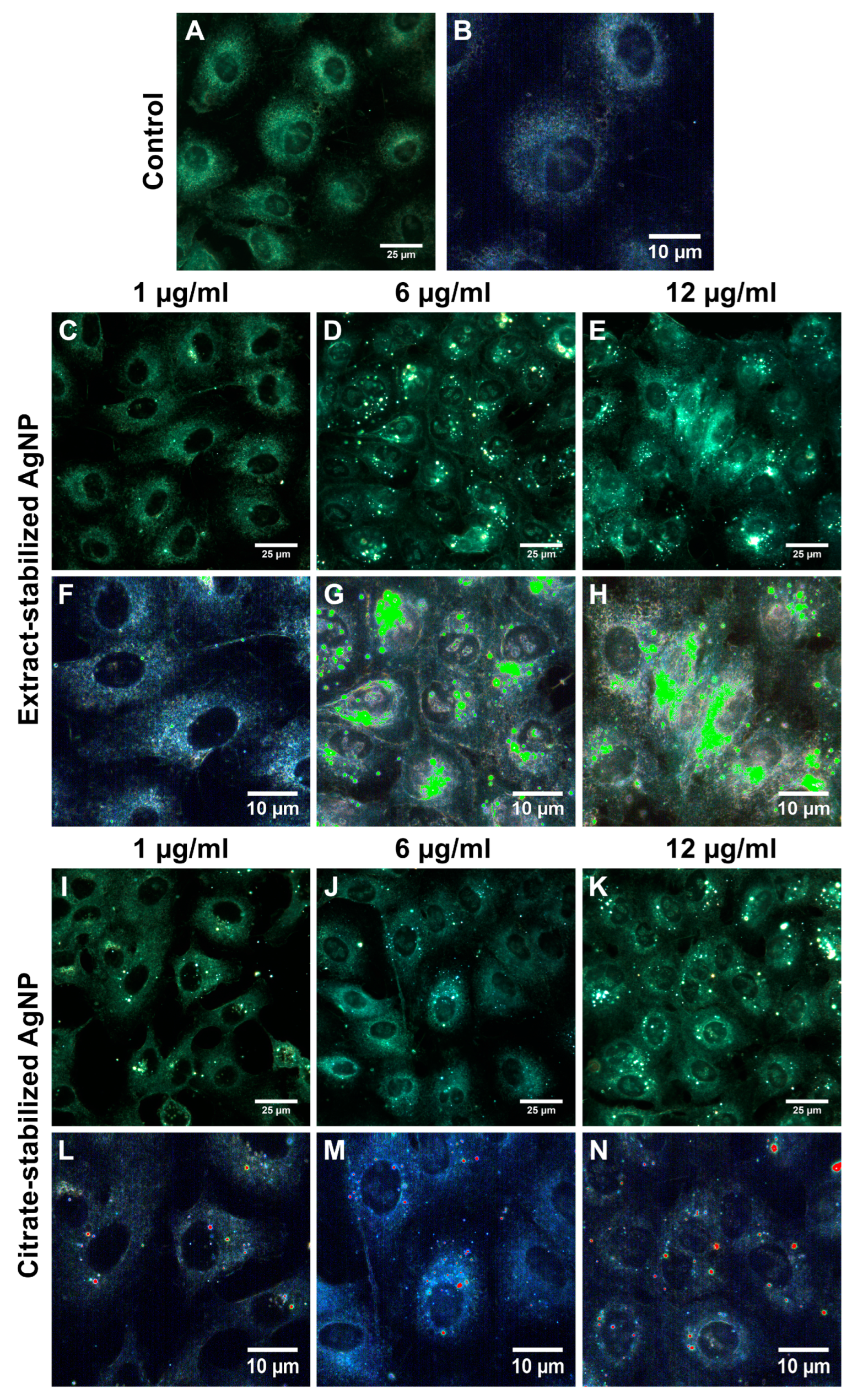 Biomolecules 14 00611 g006