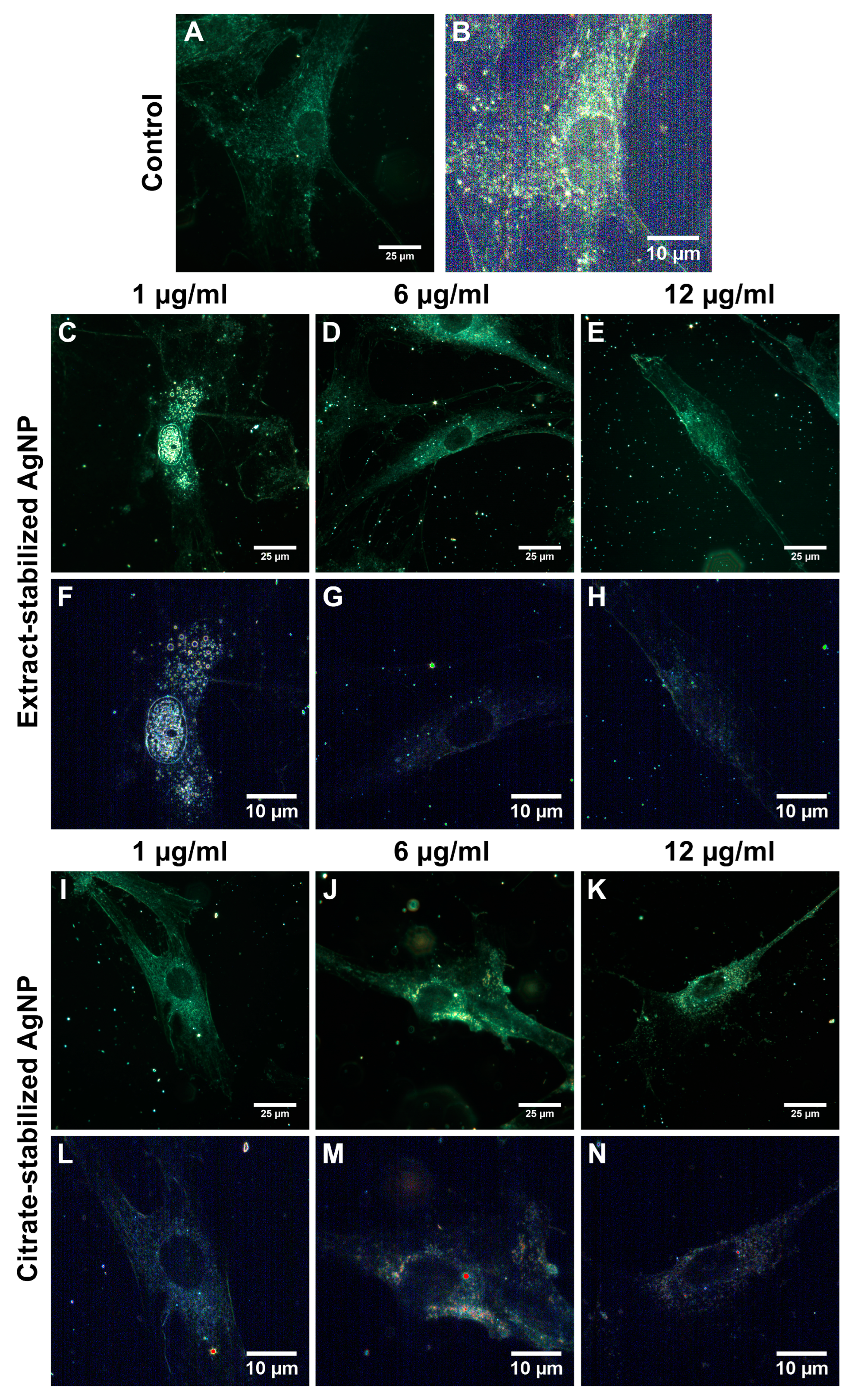 Biomolecules 14 00611 g007