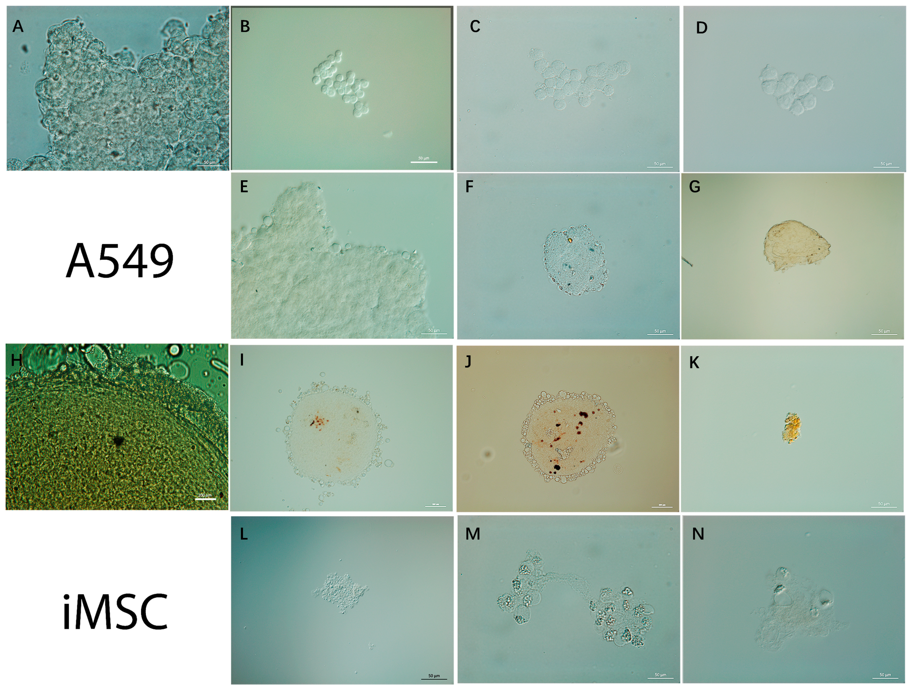 Biomolecules 14 00611 g008