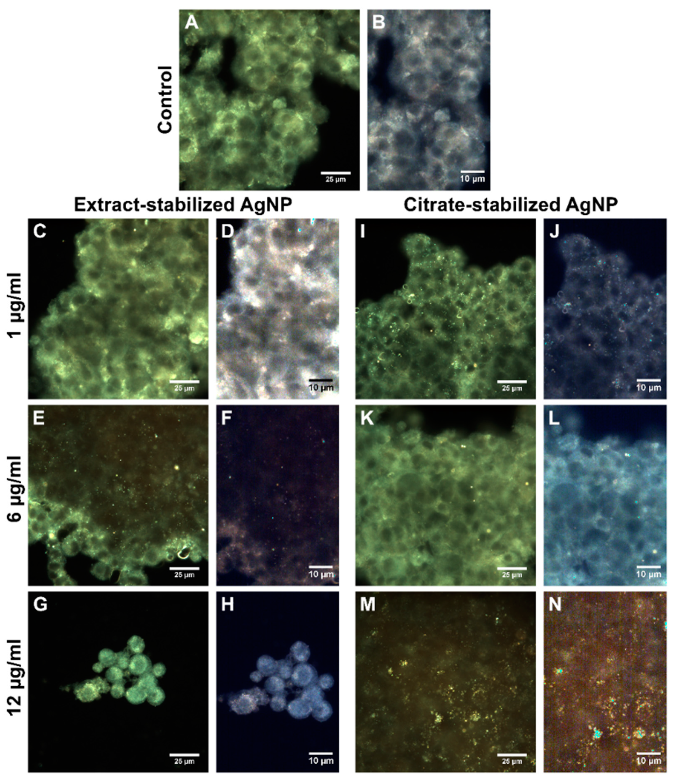 Biomolecules 14 00611 g009