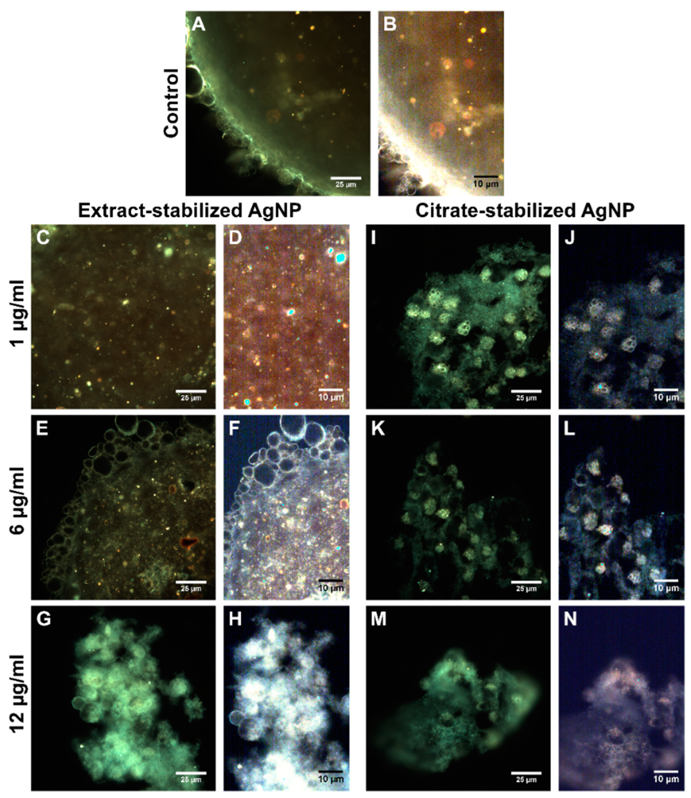 Biomolecules 14 00611 g010