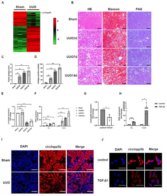 CircInpp5b Ameliorates Renal Interstitial Fibrosis by