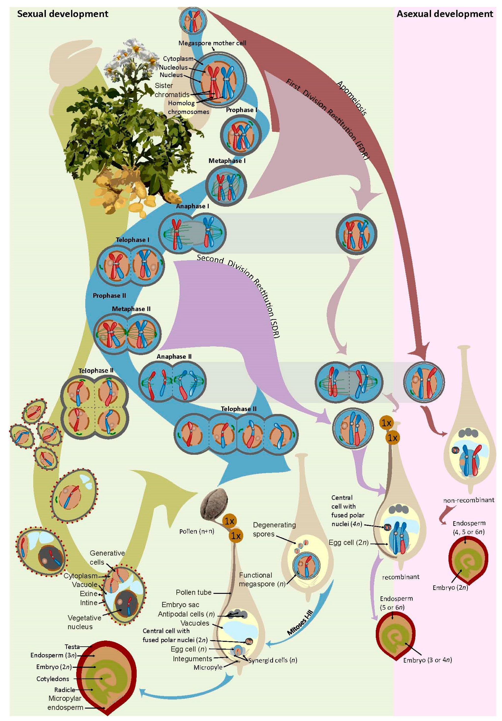 Biomolecules 14 00614 g001