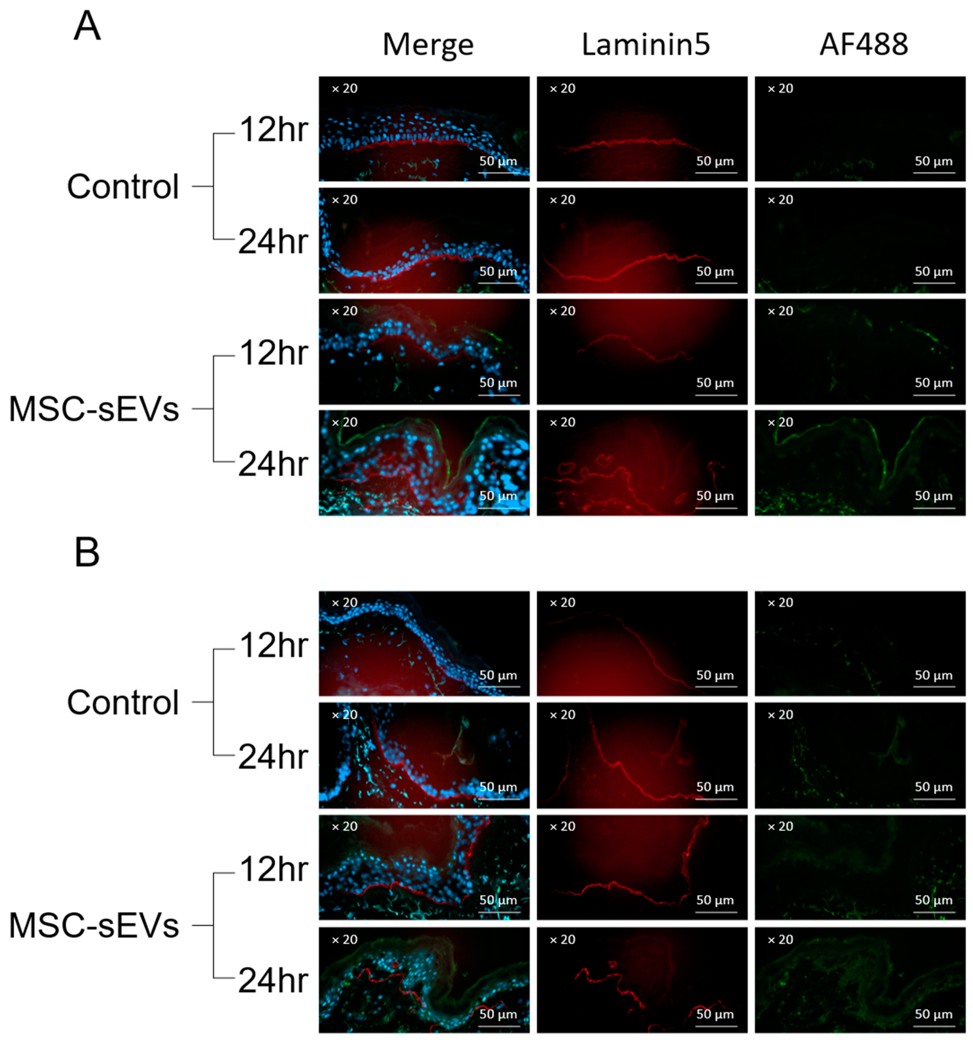 Biomolecules 14 00622 g003