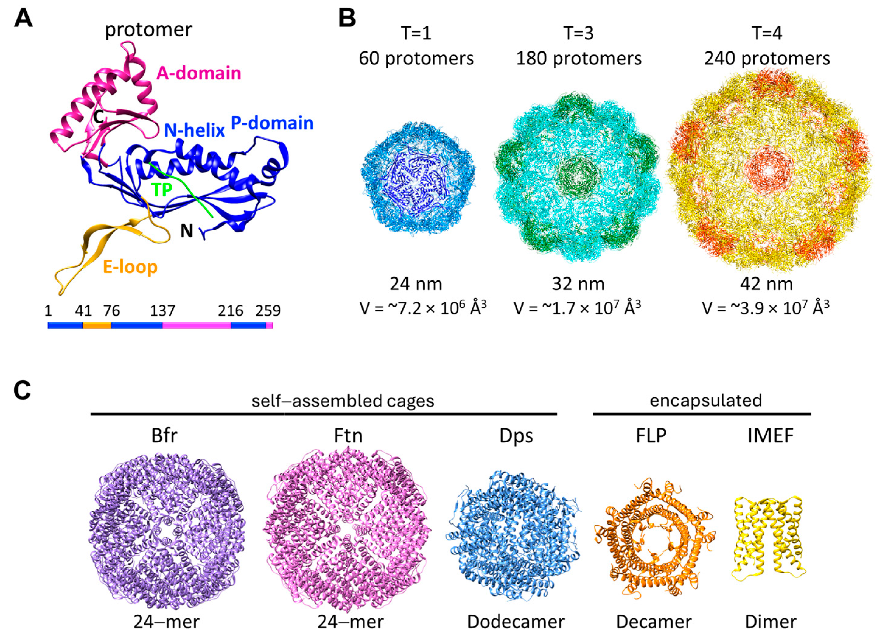 Biomolecules 14 00624 g001