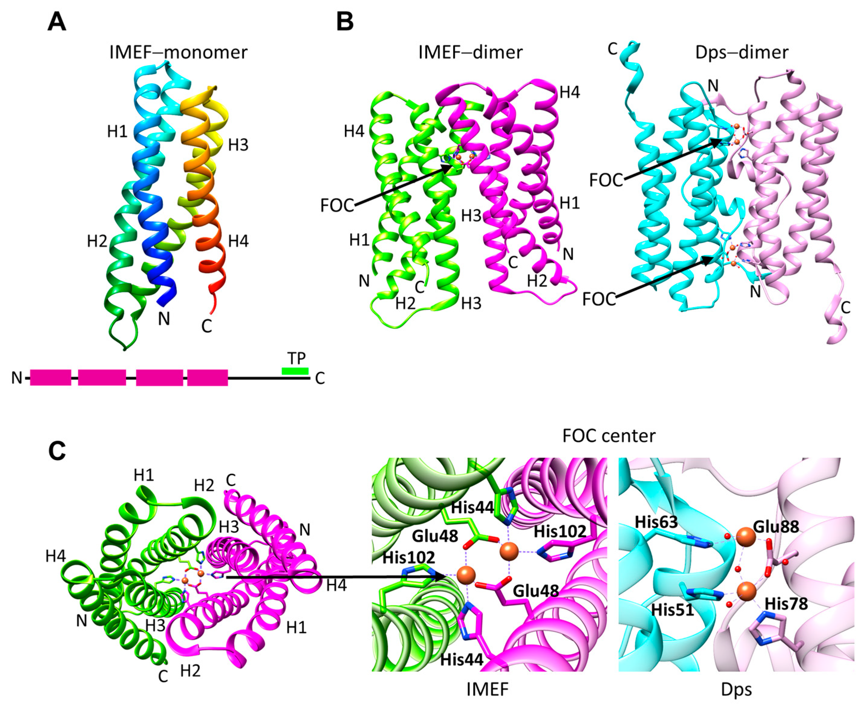 Biomolecules 14 00624 g004