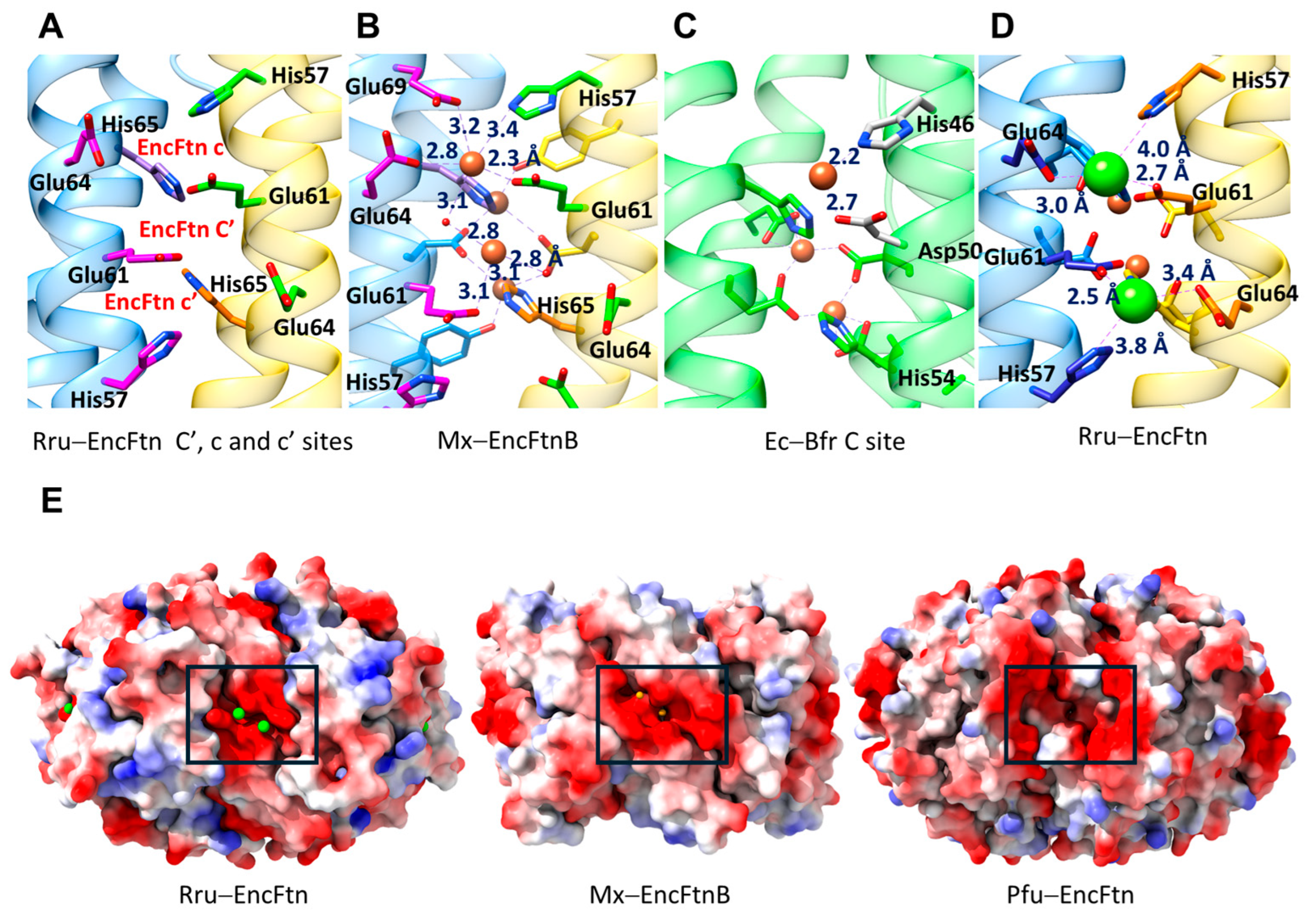 Biomolecules 14 00624 g007