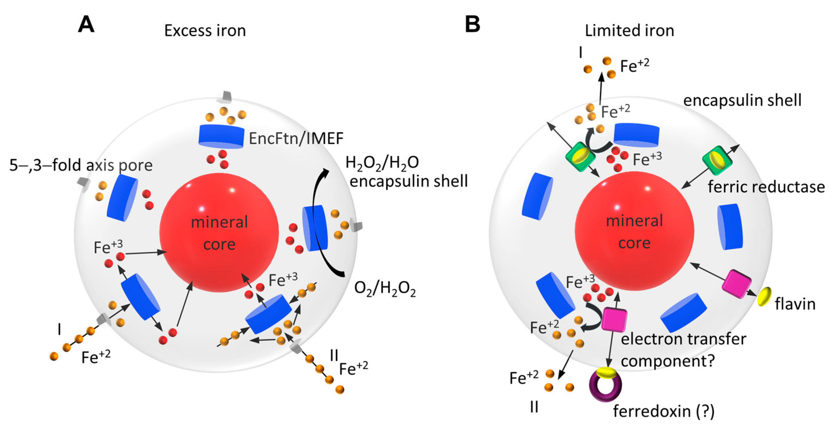 Biomolecules 14 00624 g012