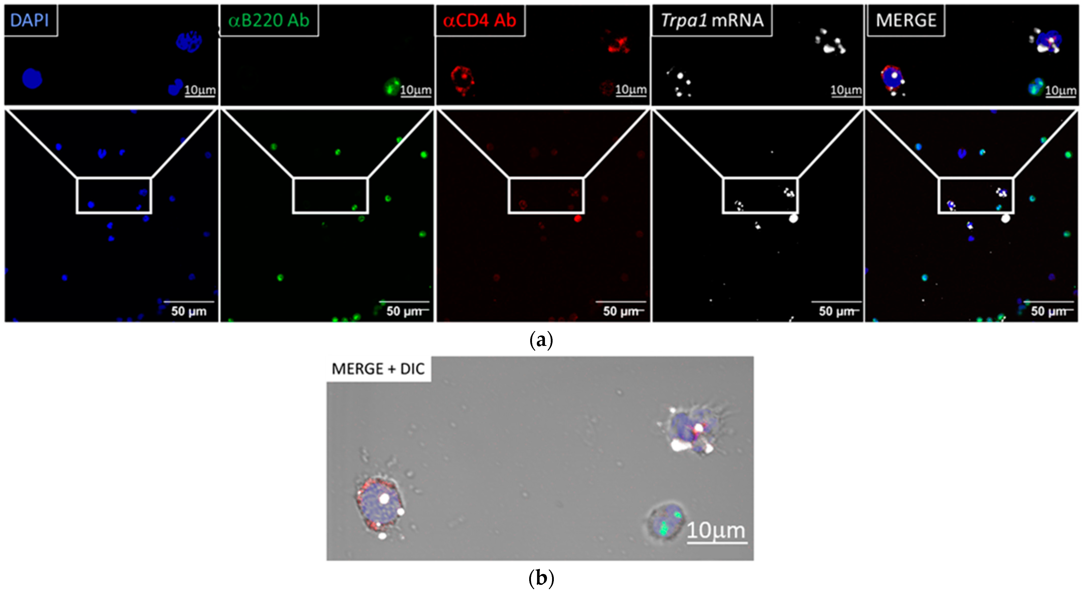 Biomolecules 14 00632 g001