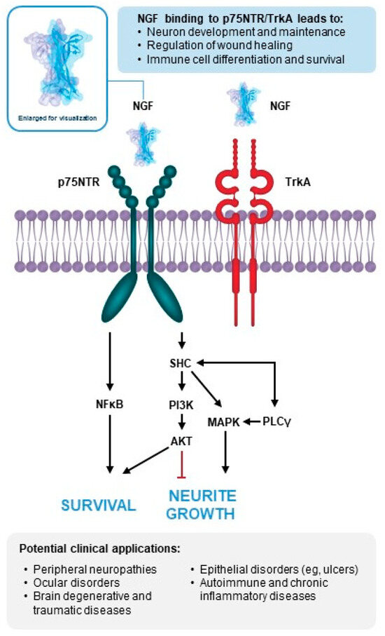 The History of Nerve Growth Factor: From Molecule to Drug