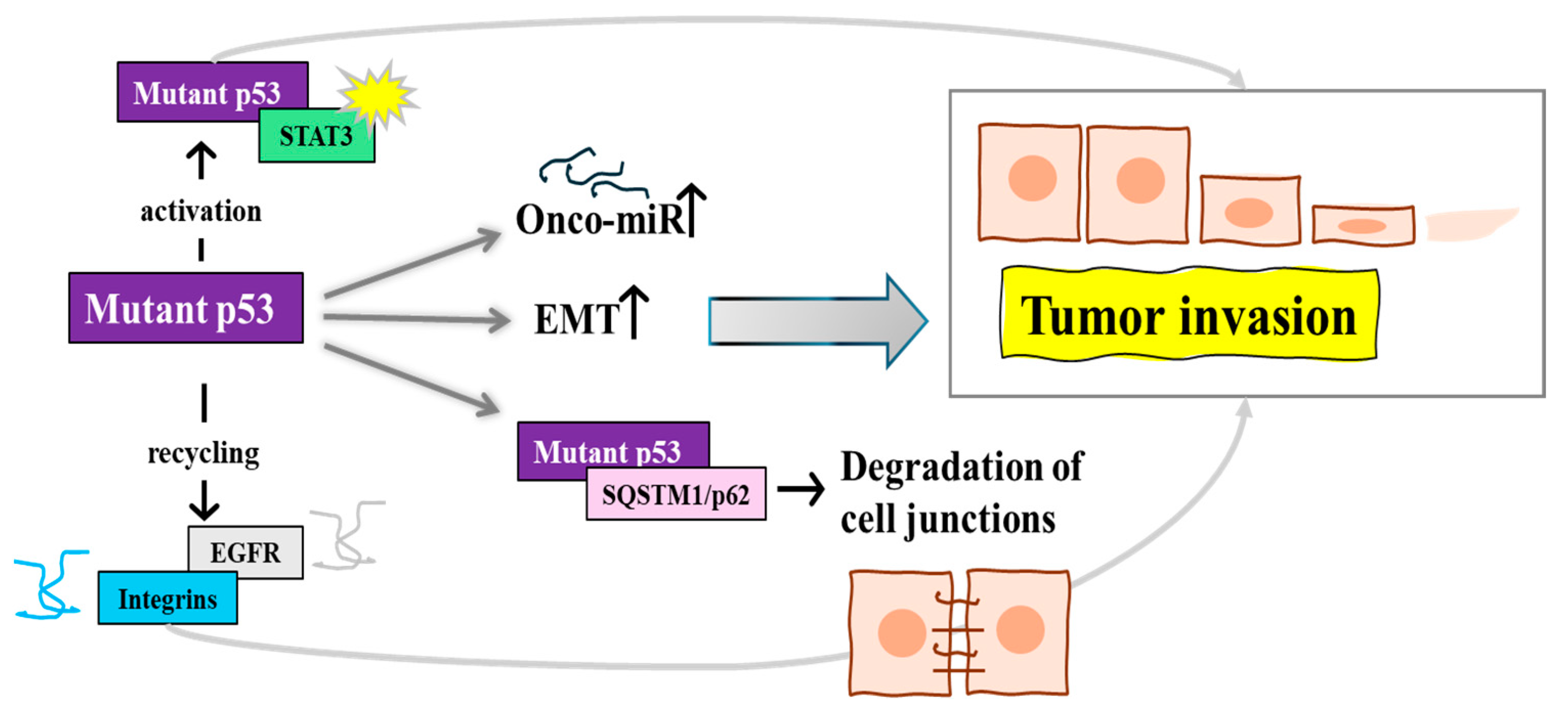 Biomolecules 14 00649 g003