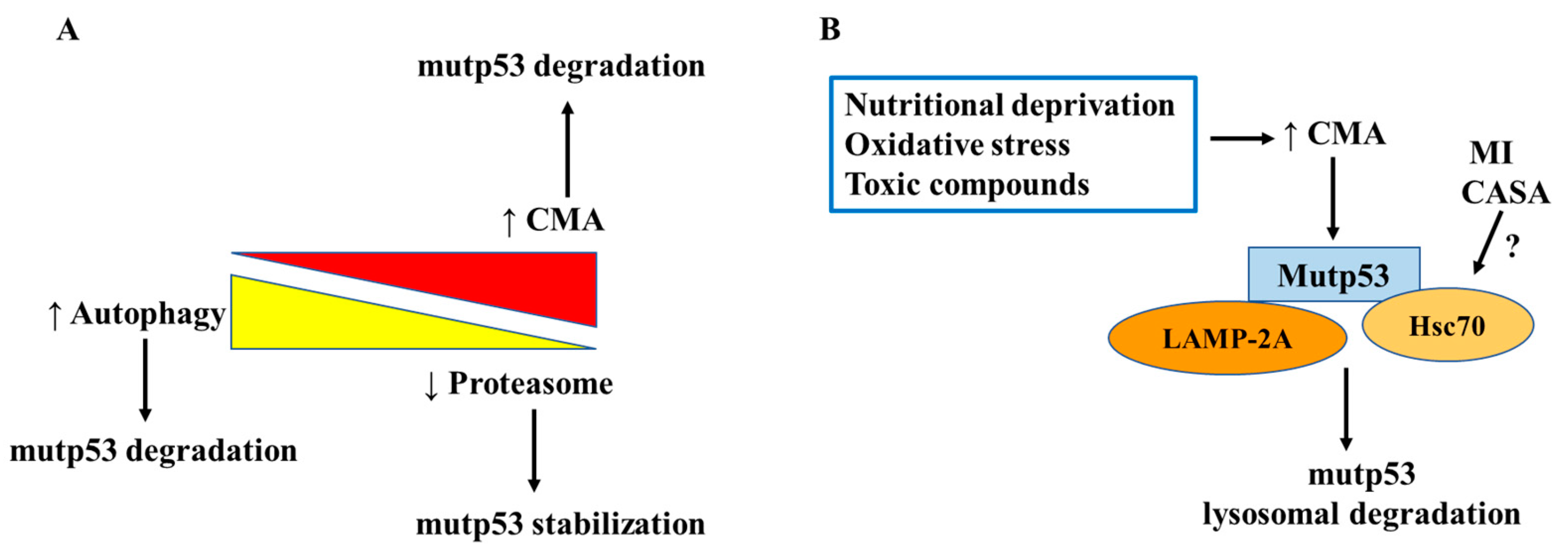Biomolecules 14 00649 g006