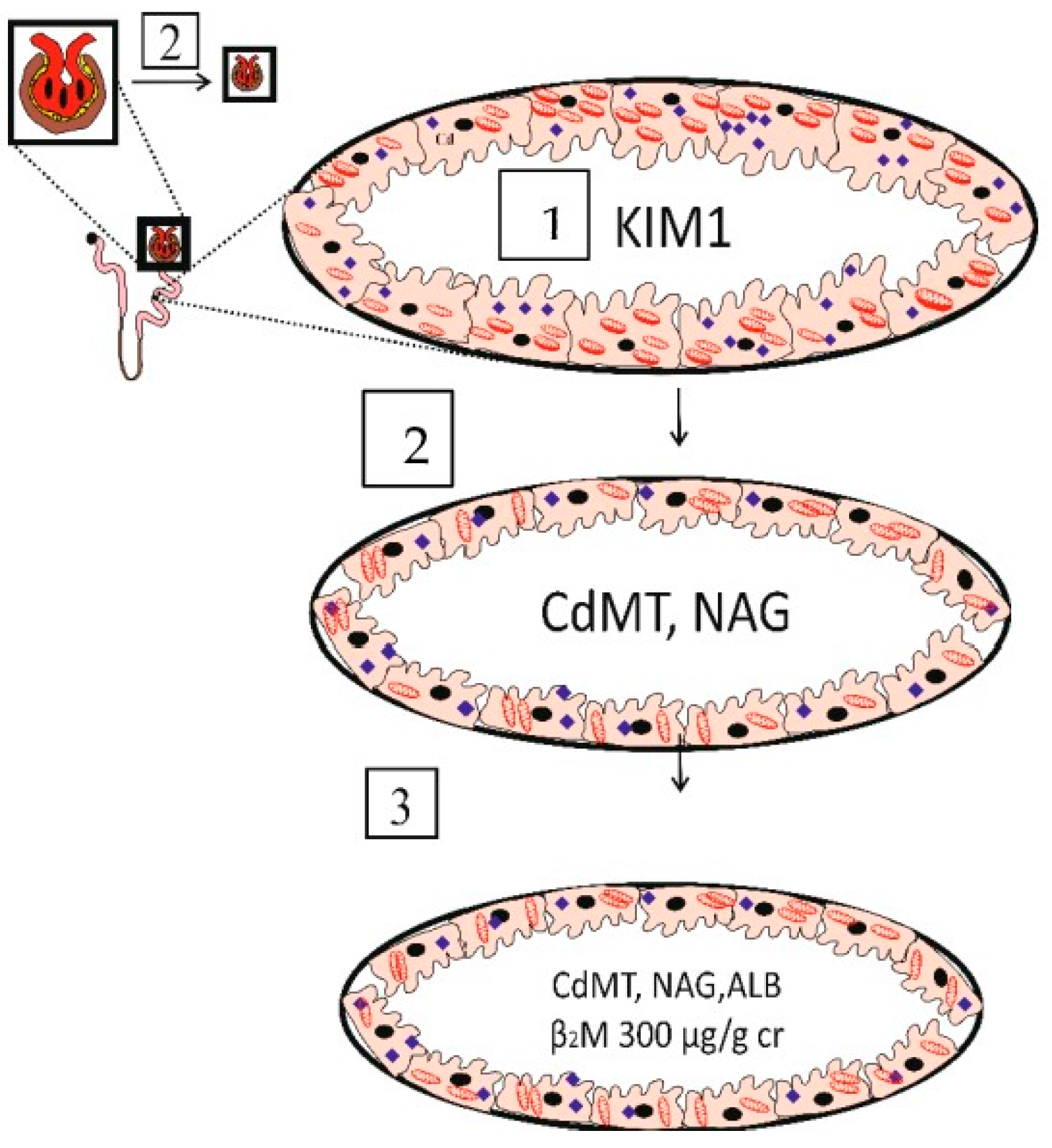Biomolecules 14 00650 g001