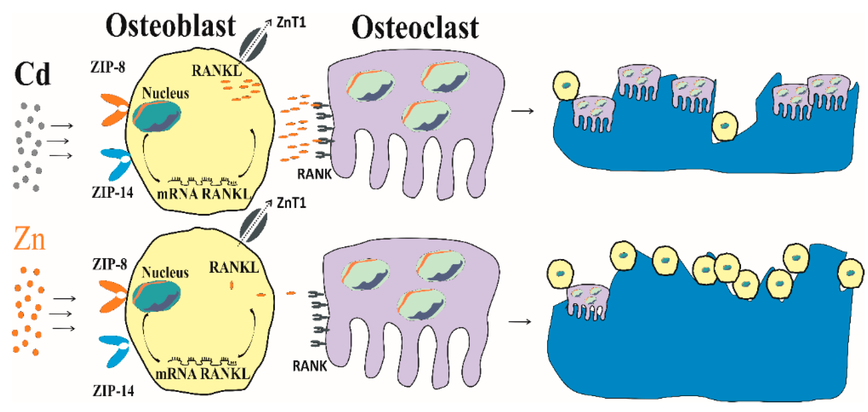 Biomolecules 14 00650 g003