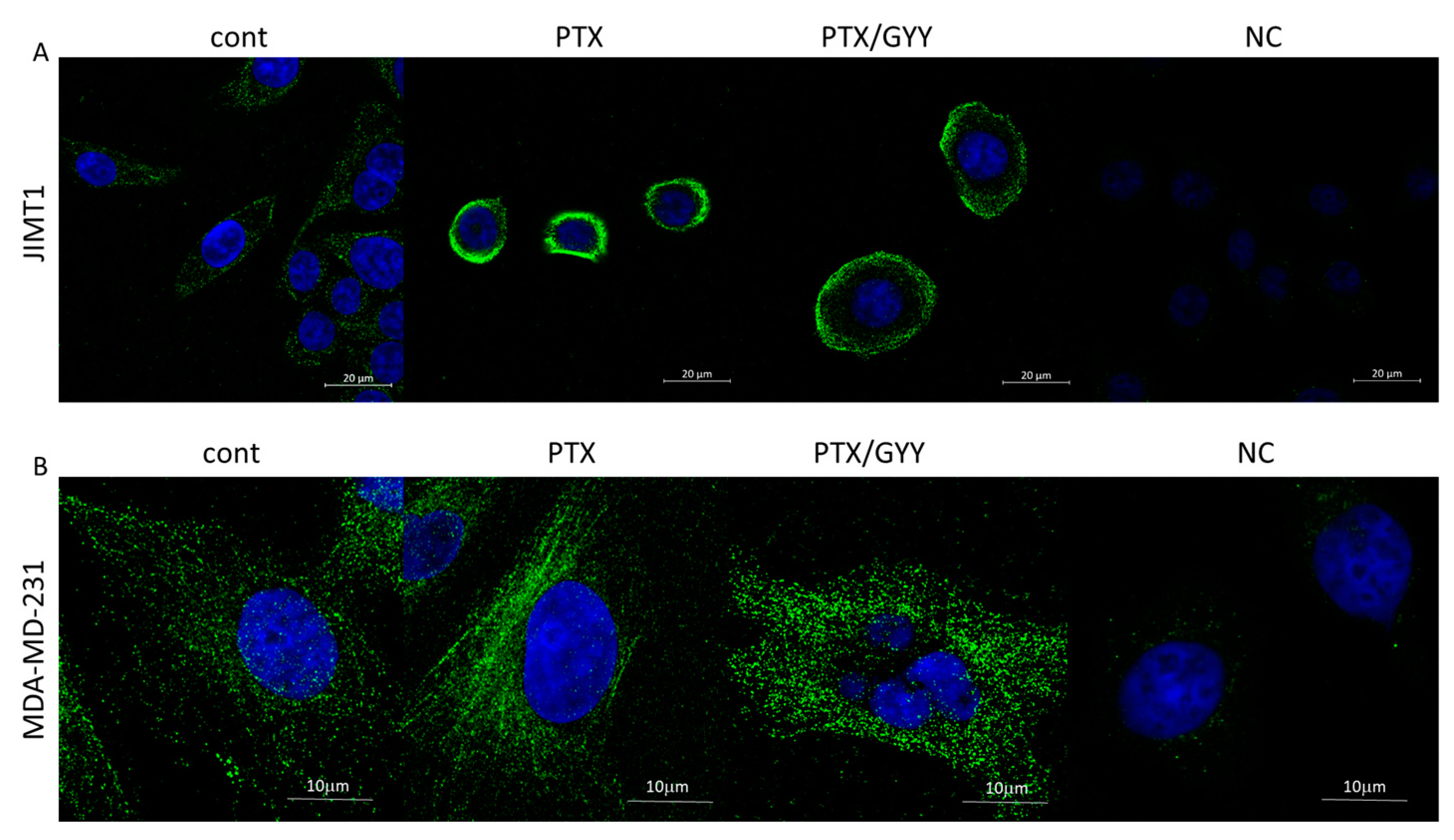 Biomolecules 14 00651 g004