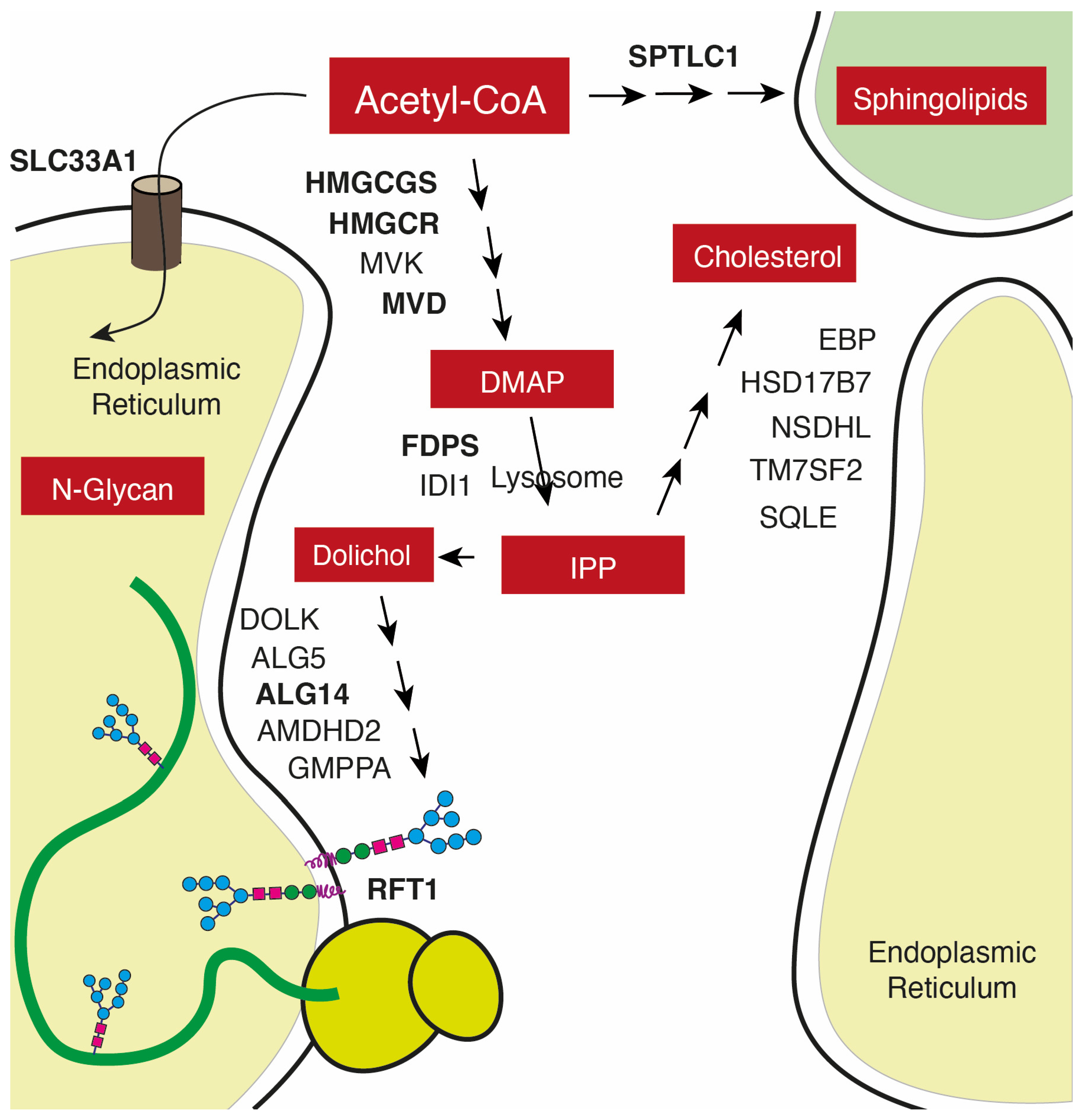 Biomolecules 14 00653 g006