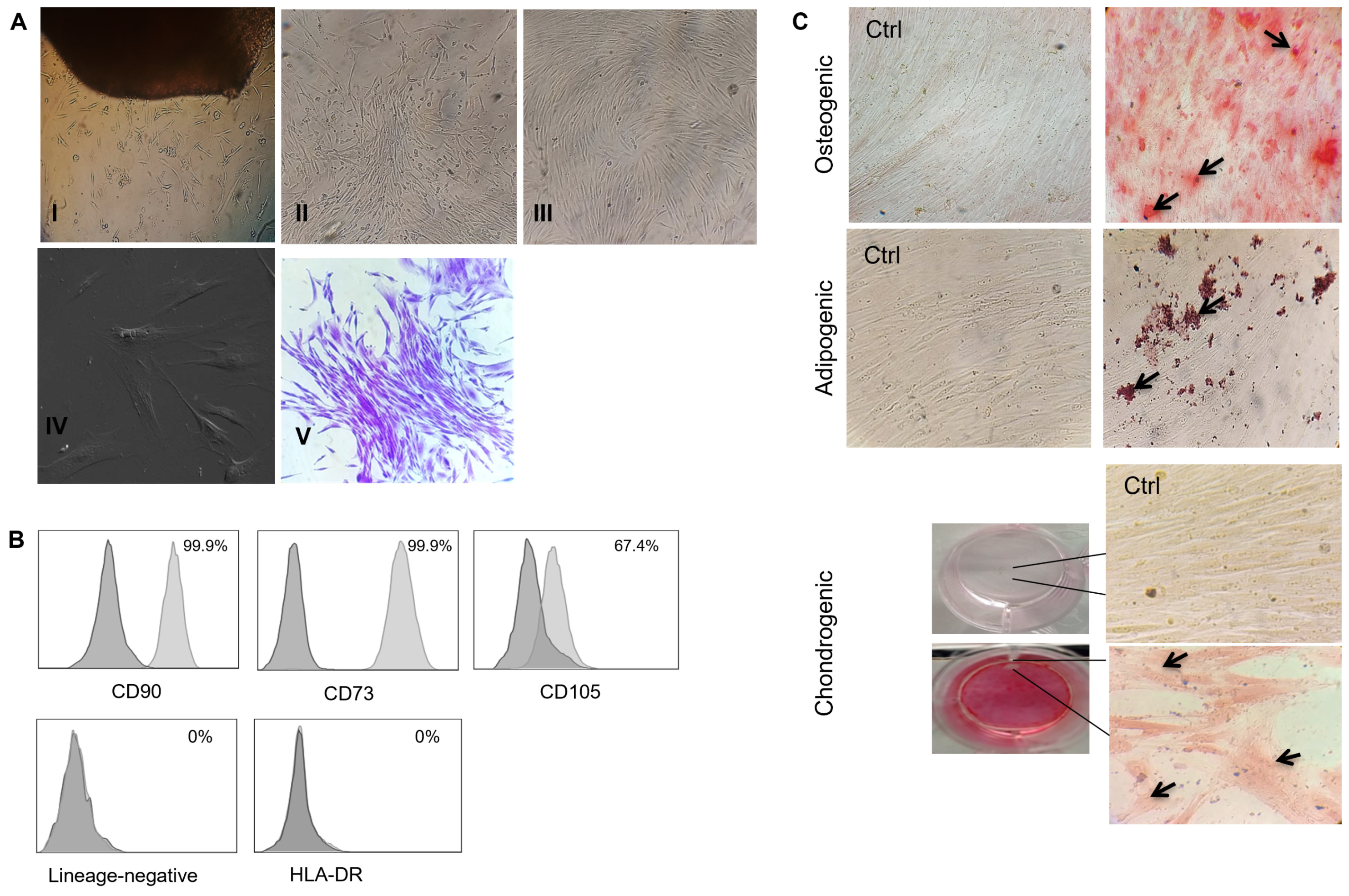 Biomolecules 14 00658 g001