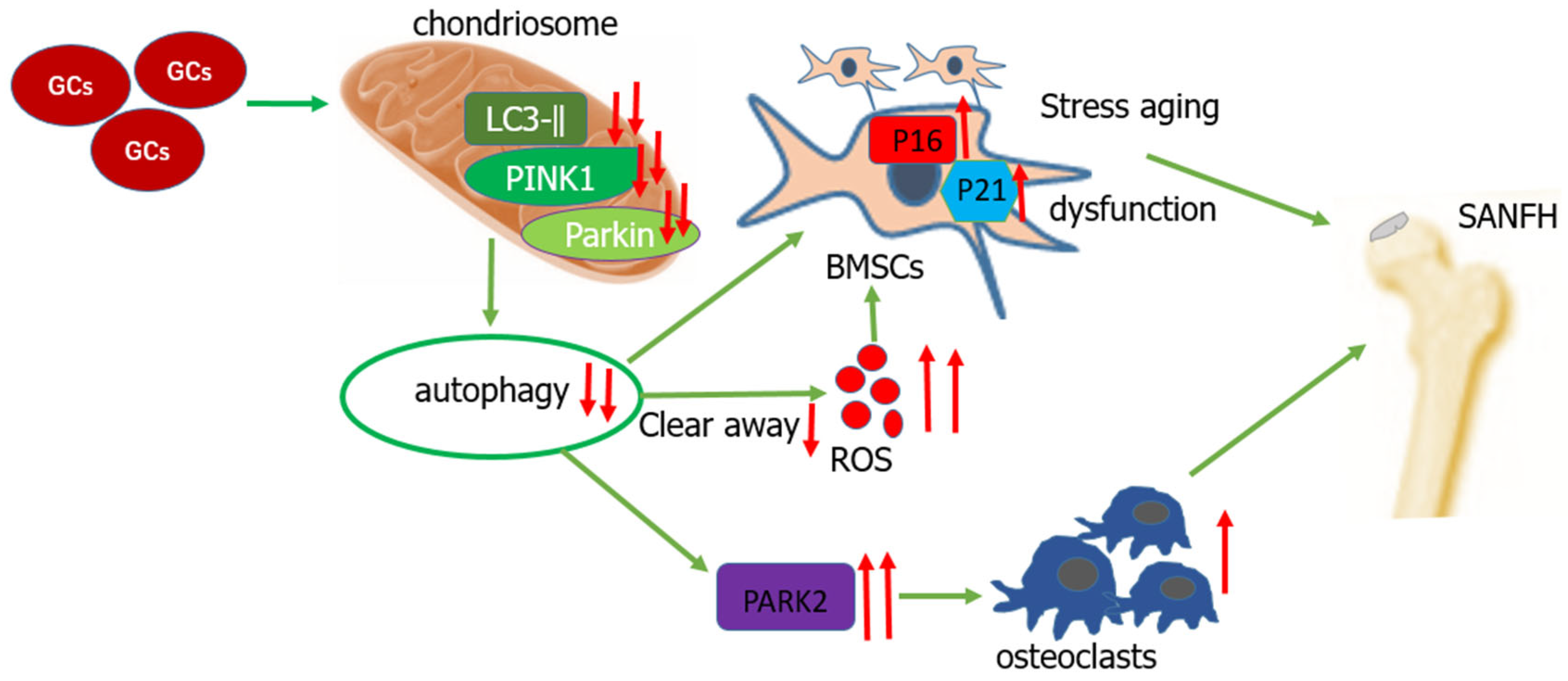 Biomolecules 14 00667 g002