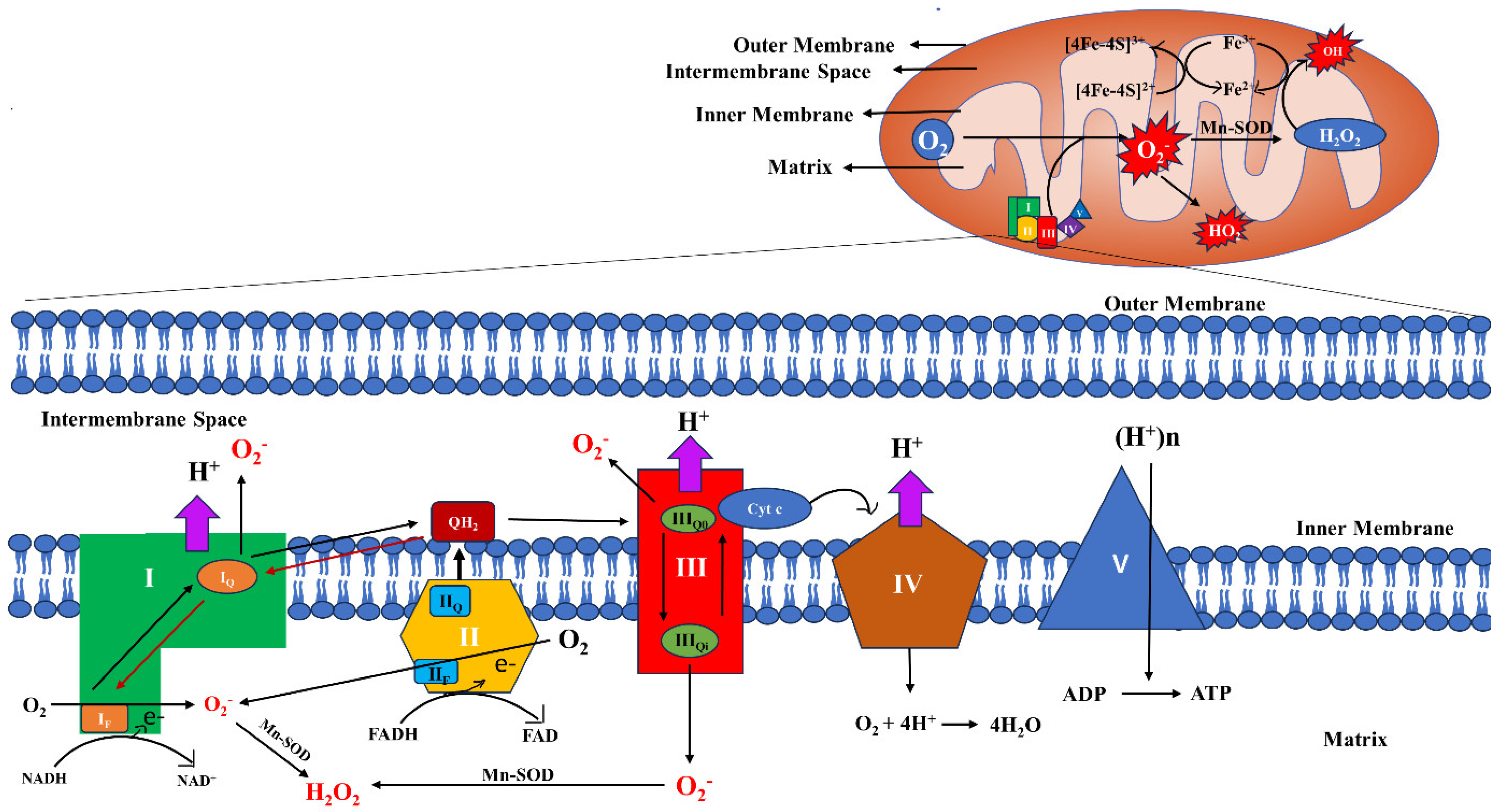 Biomolecules 14 00670 g002