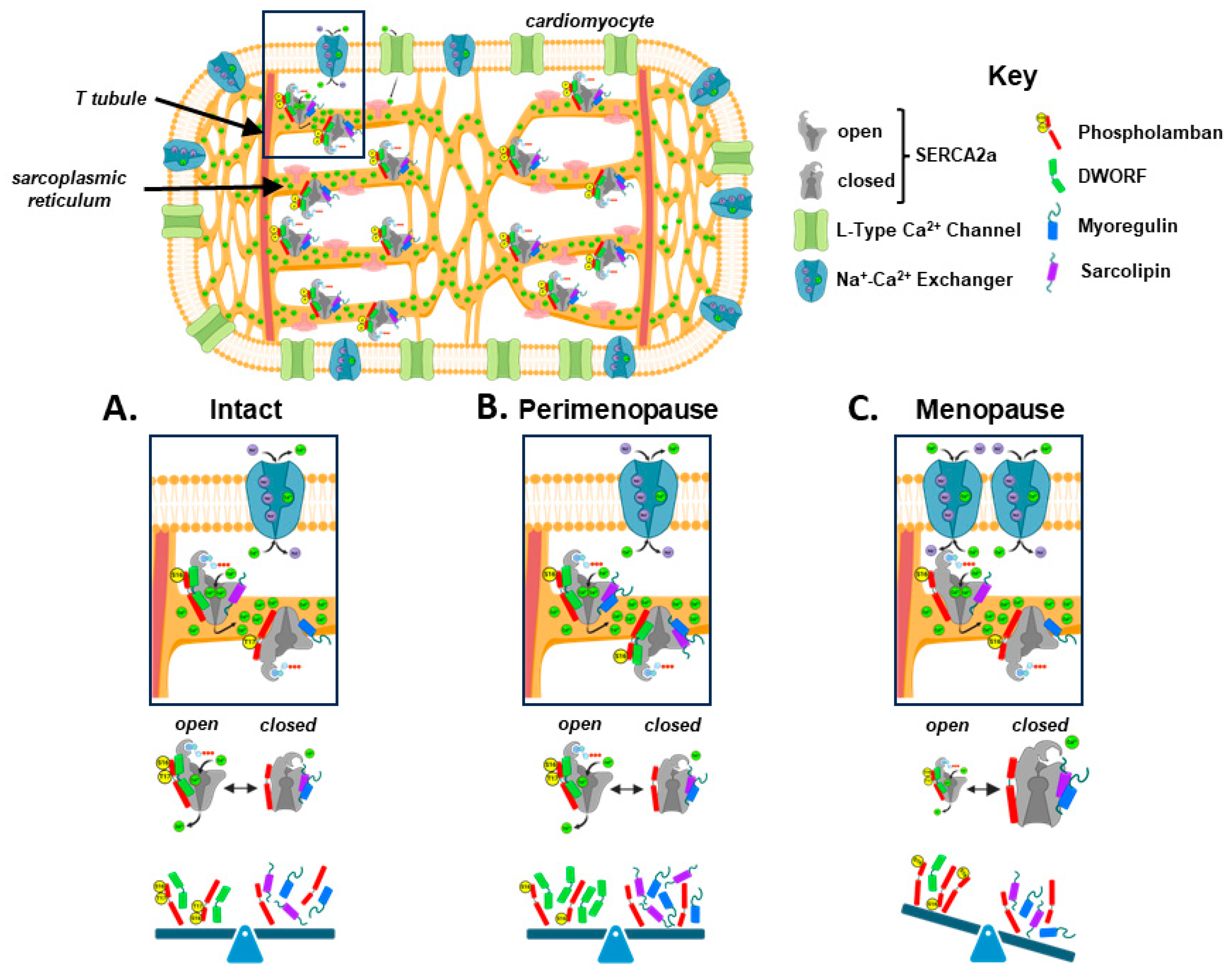 Biomolecules 14 00675 g006 Biomolecules 14 00675 g006