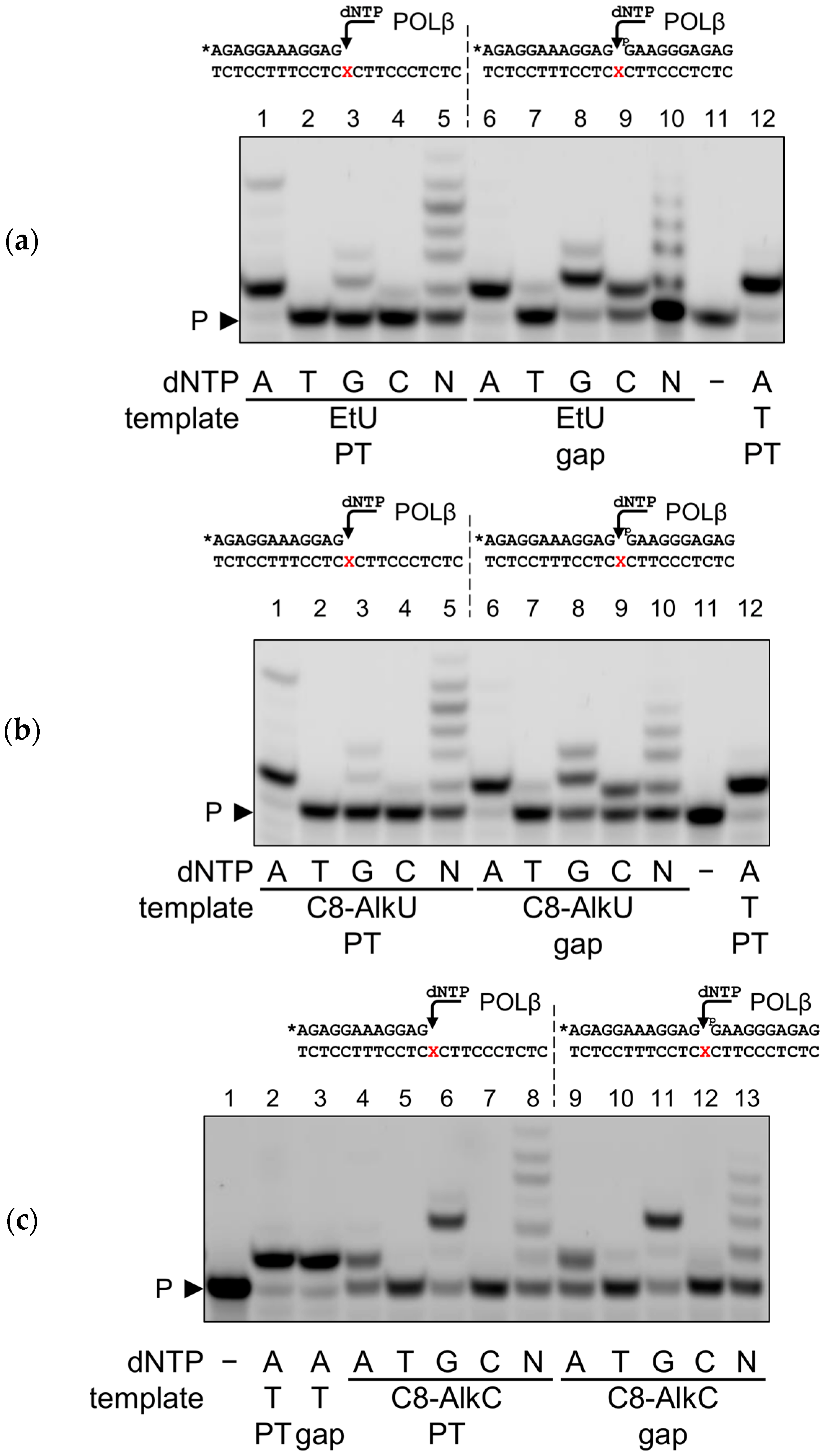 Biomolecules 14 00681 g005