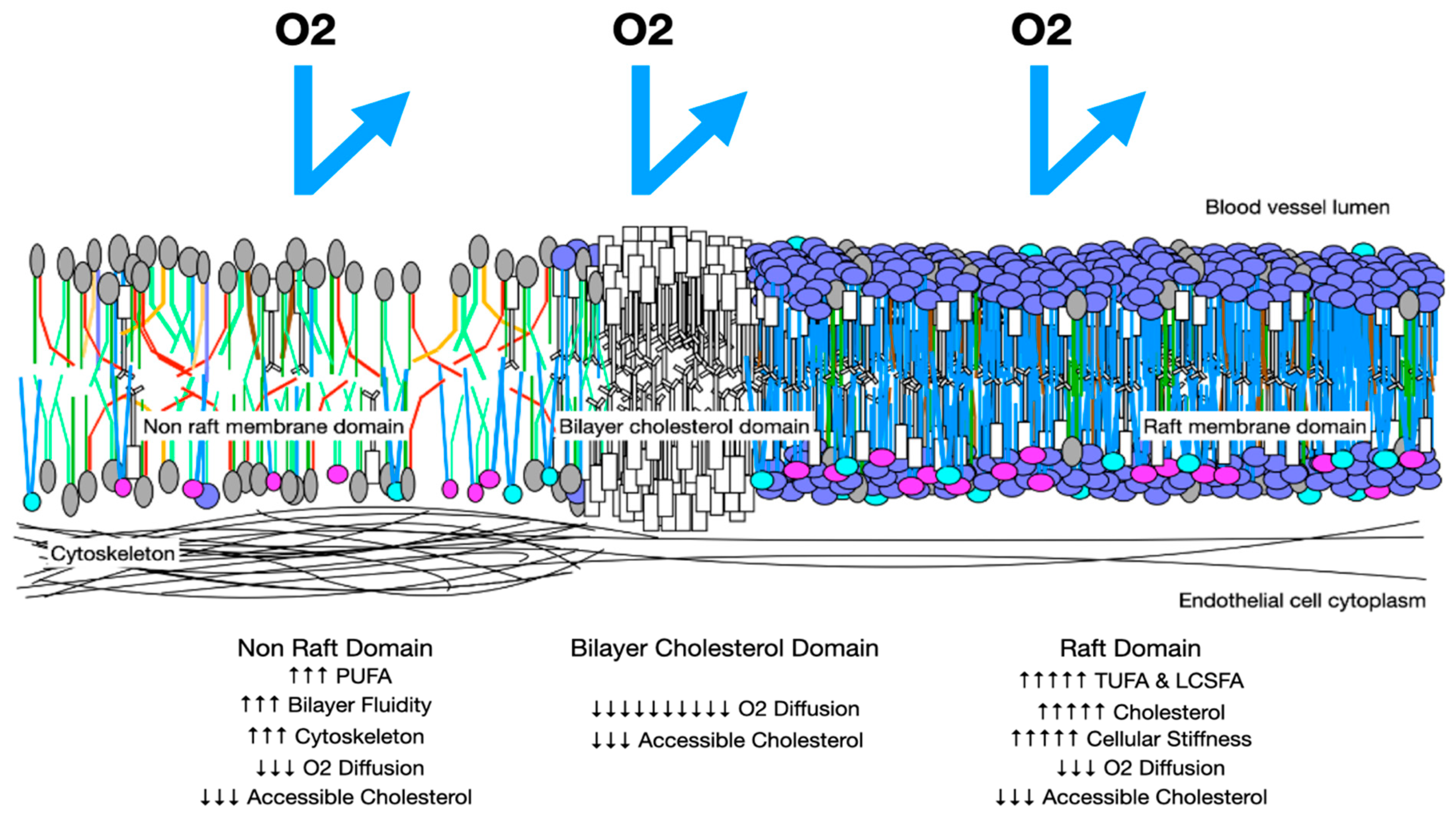 Biomolecules 14 00691 g006 Biomolecules 14 00691 g006