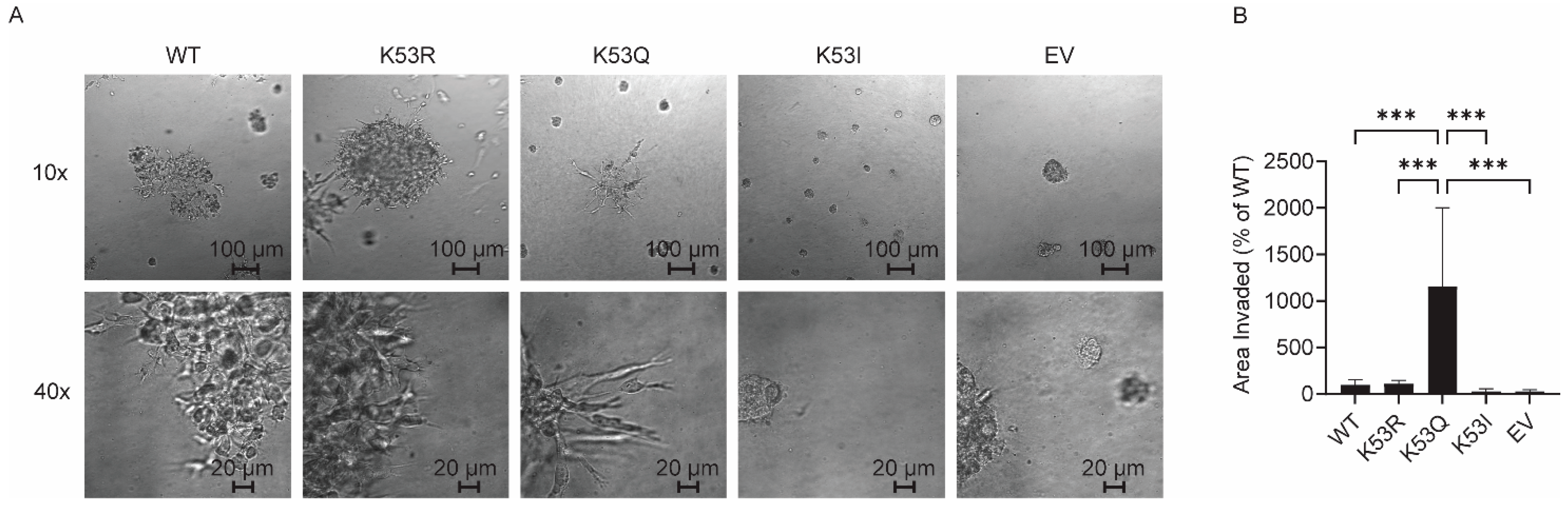 Biomolecules 14 00695 g004