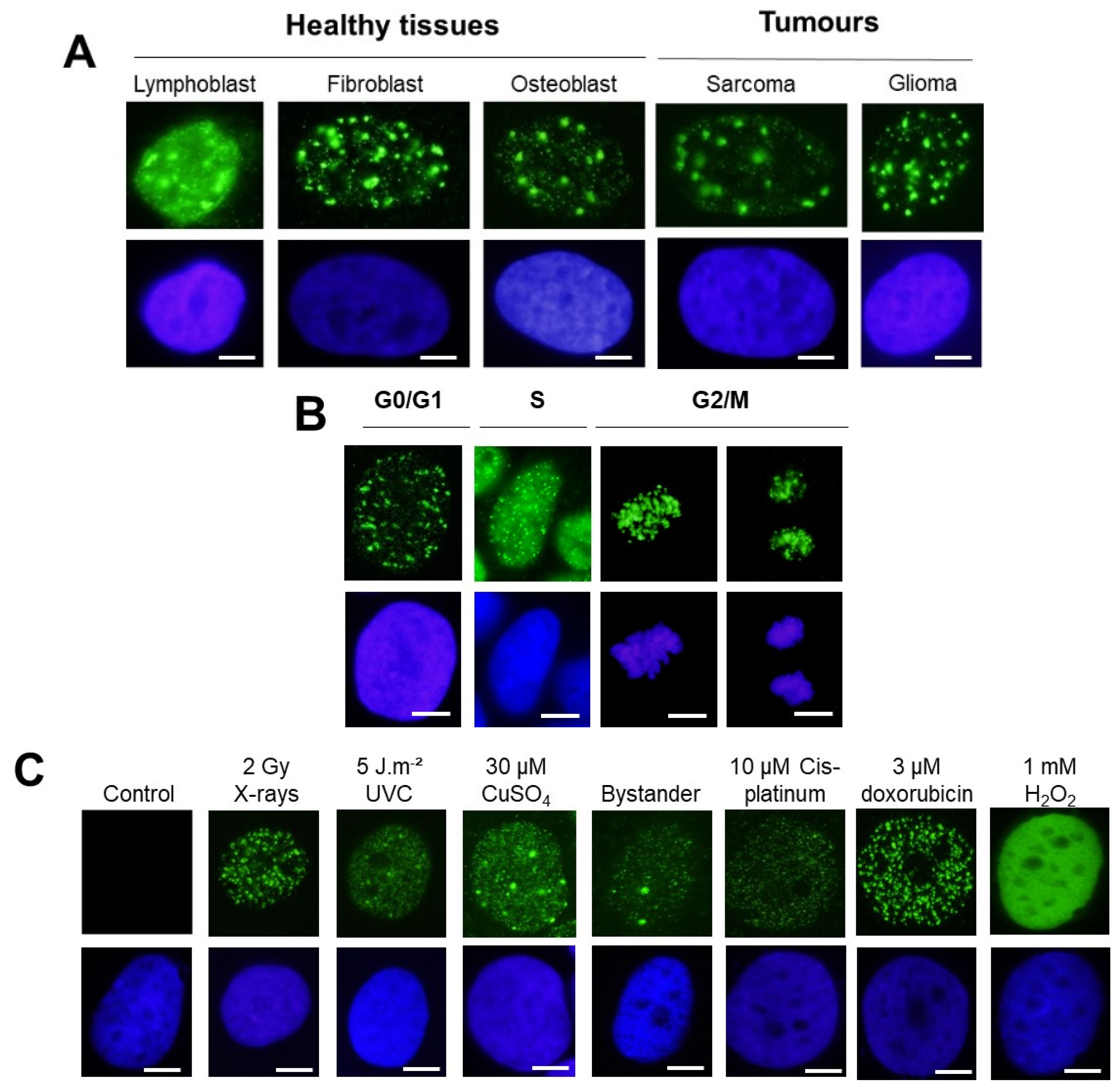 Biomolecules 14 00703 g002