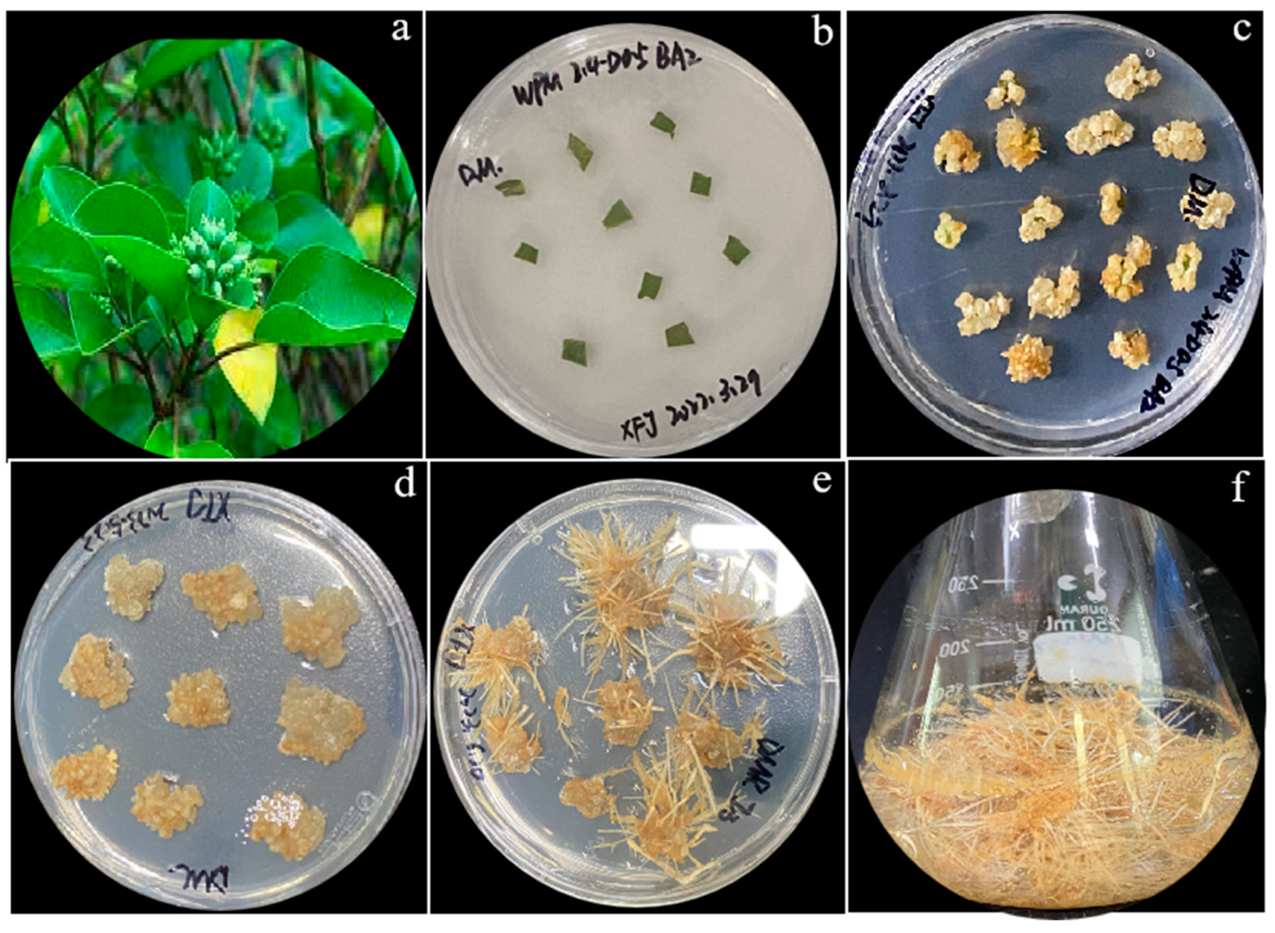 Biomolecules 14 00705 g001