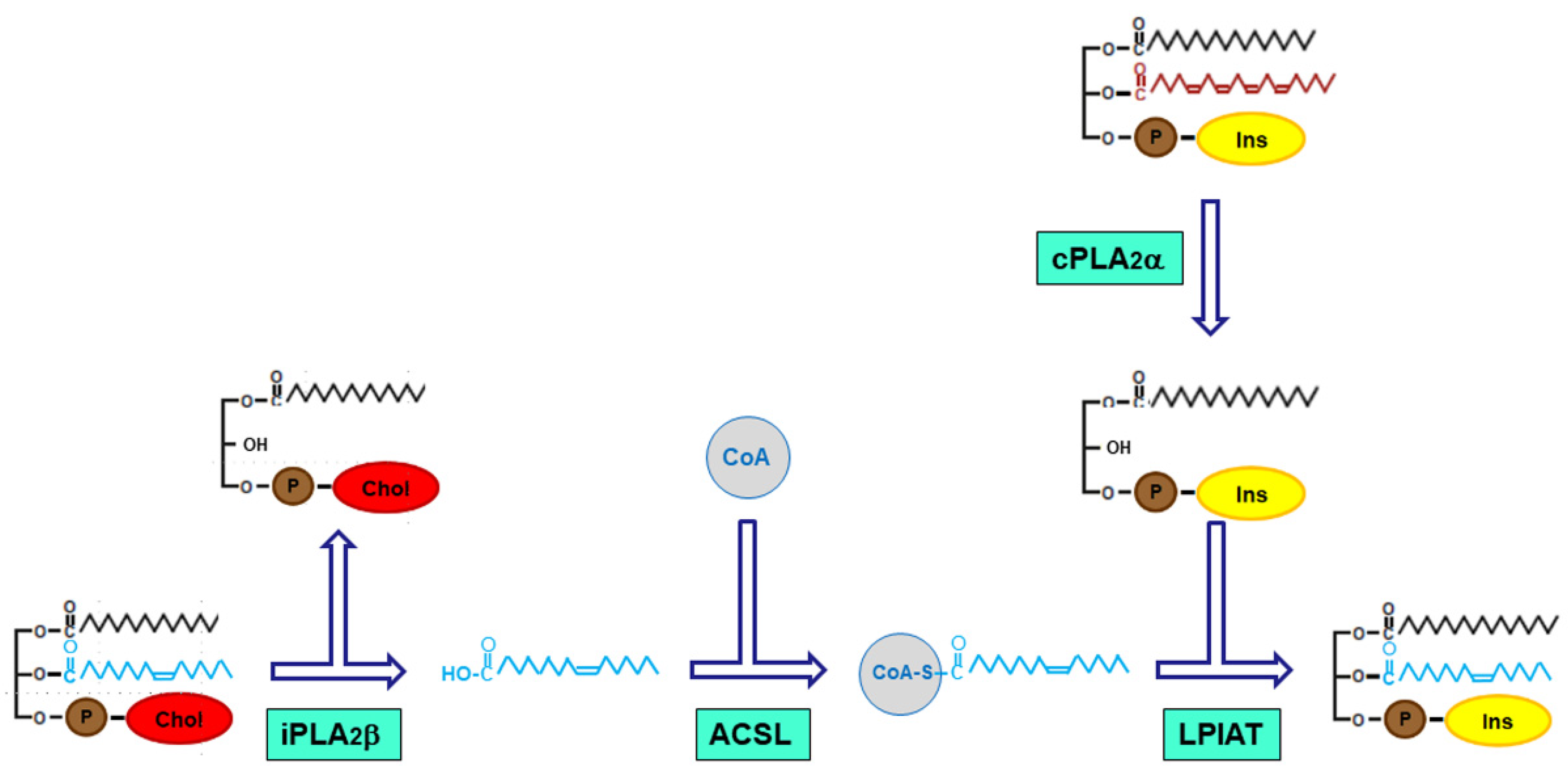 Biomolecules 14 00707 g008 Biomolecules 14 00707 g008