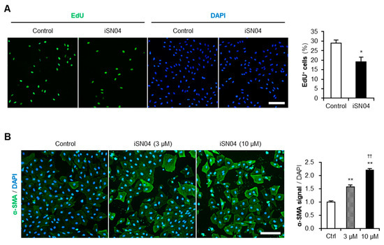 Myogenic Anti-Nucleolin Aptamer iSN04 Inhibits Proliferation and