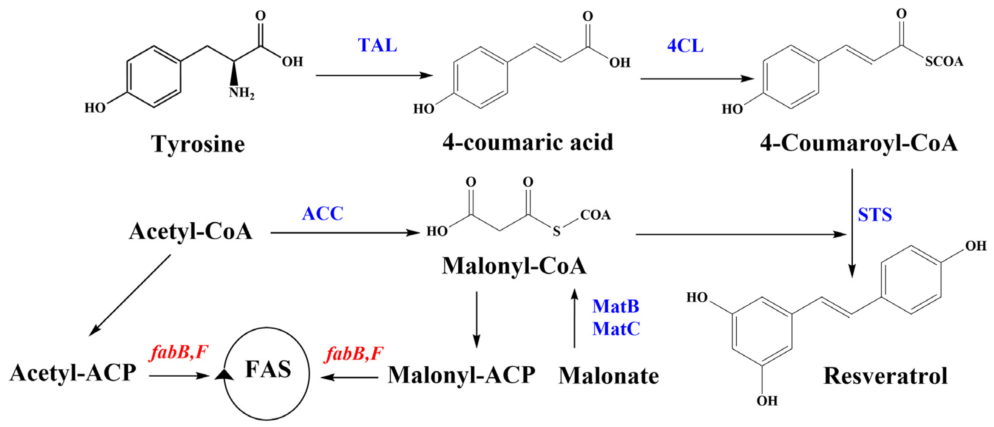 Biomolecules 14 00712 g001