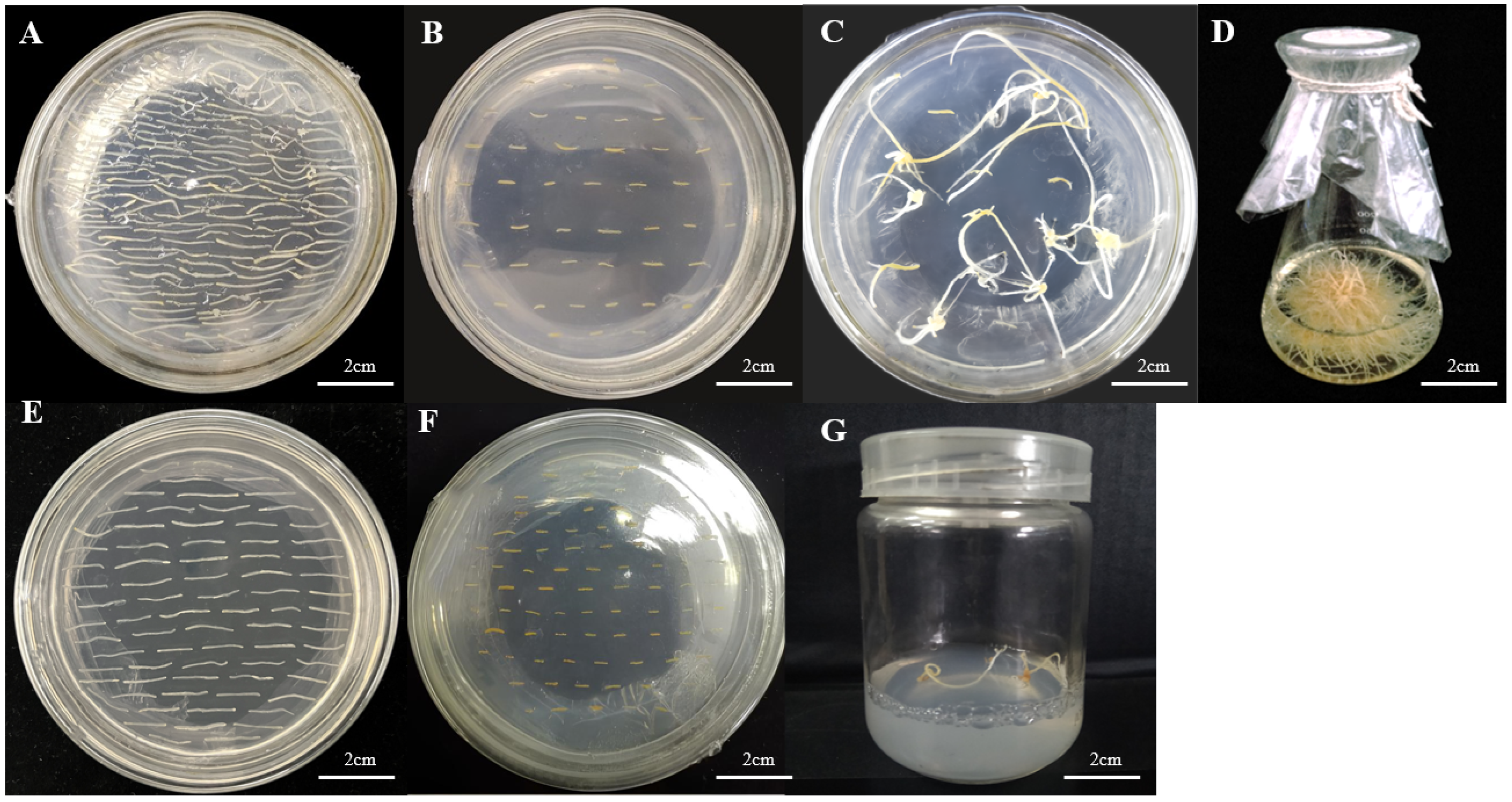 Biomolecules 14 00715 g006
