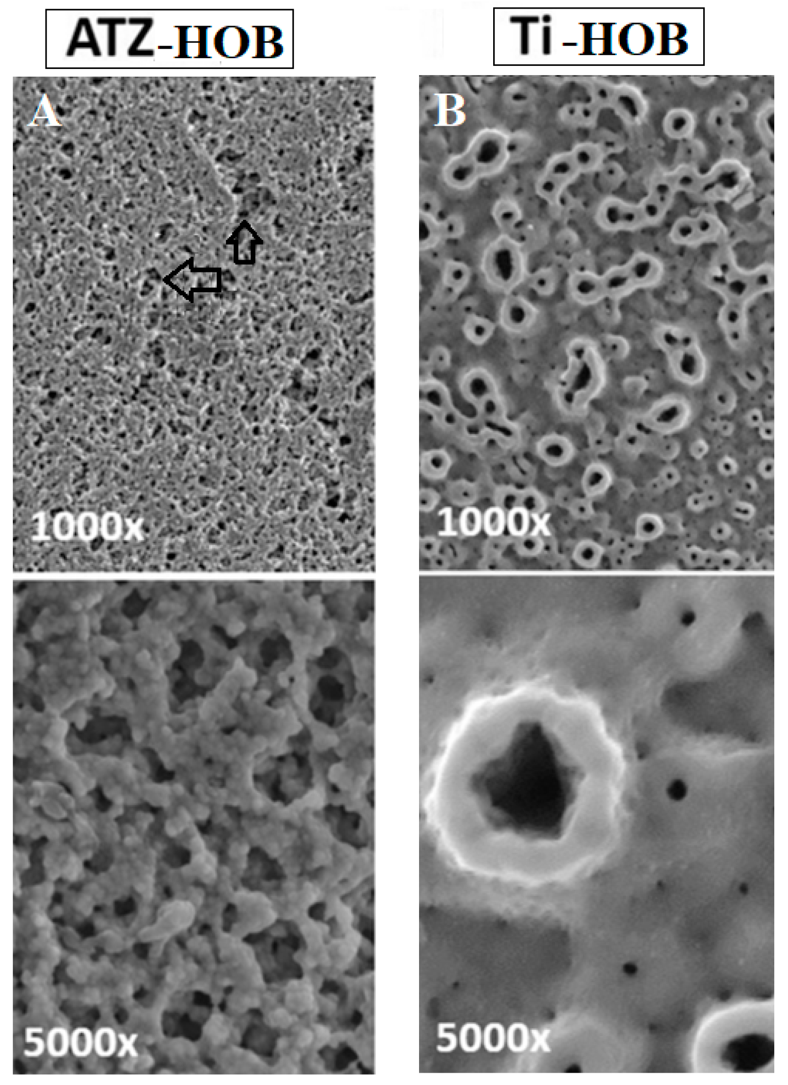 Biomolecules 14 00719 g001