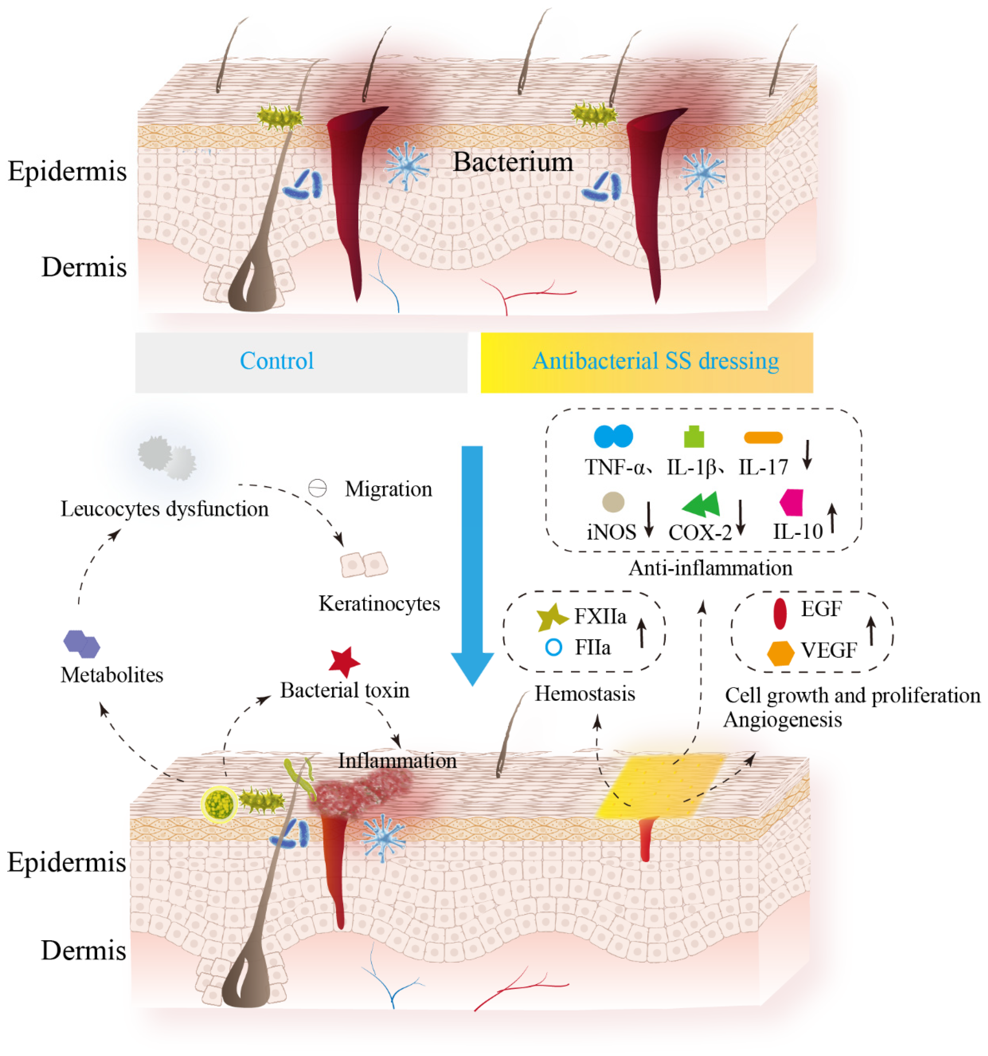 Biomolecules 14 00723 g002
