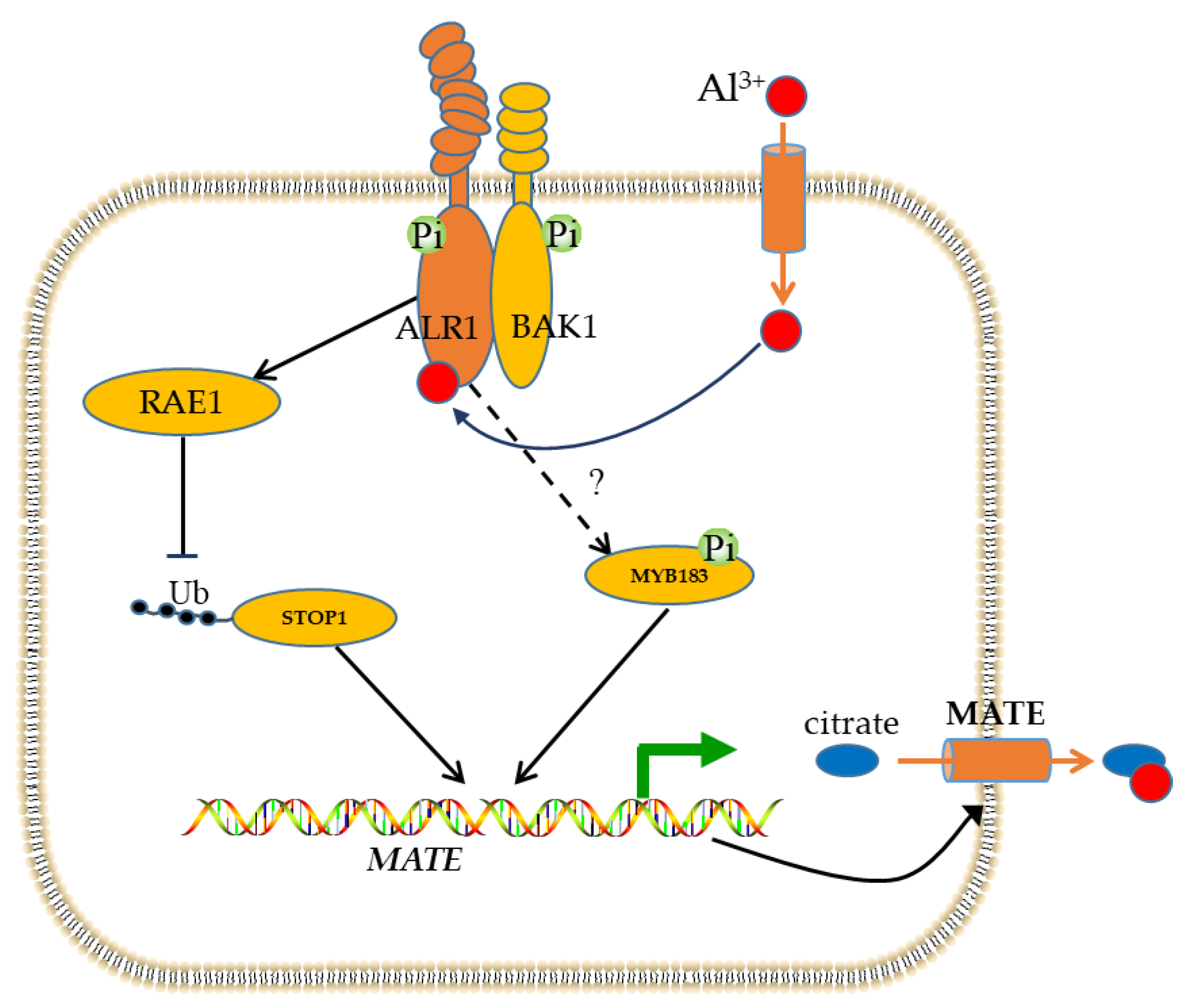 GmMYB183, a R2R3-MYB Transcription Factor in Tamba Black