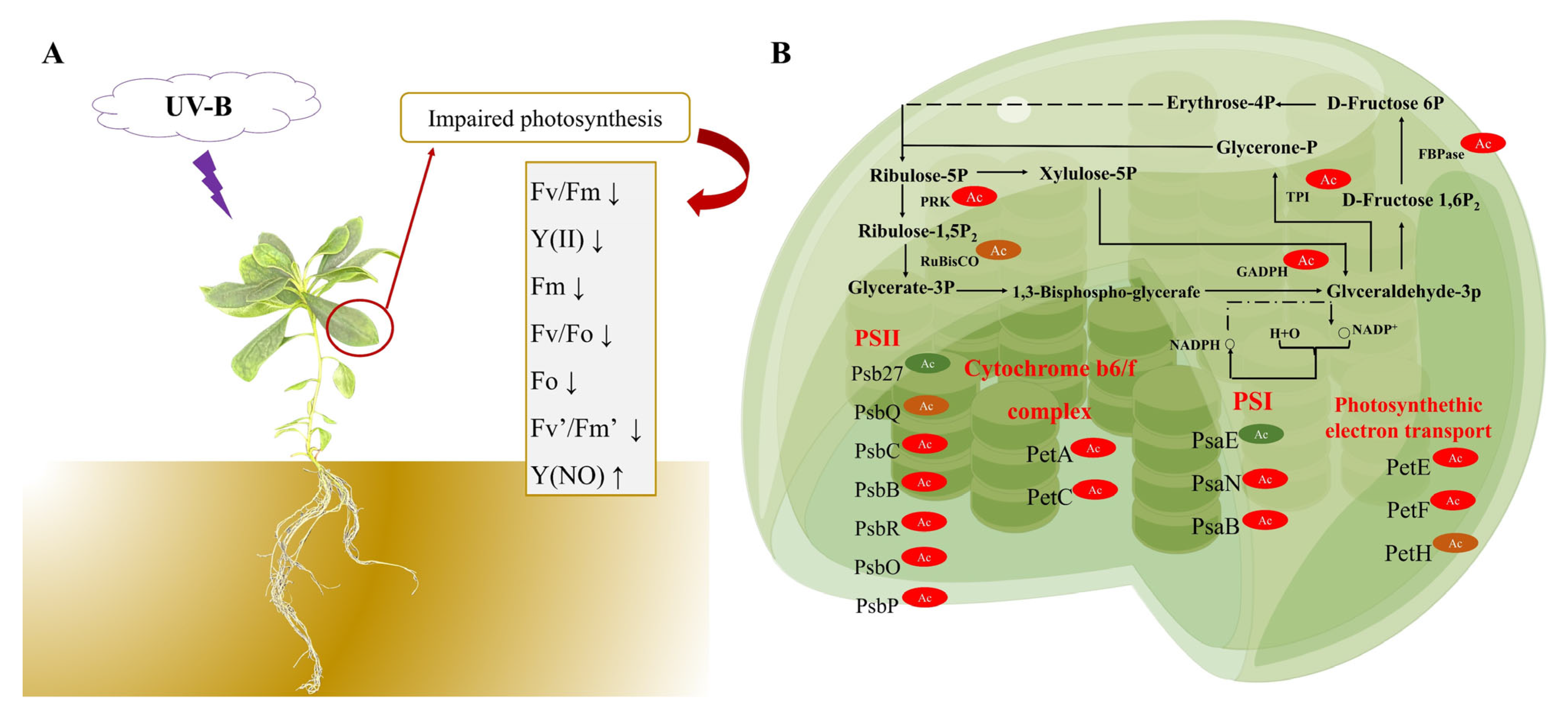 Biomolecules 14 00732 g007 Biomolecules 14 00732 g007