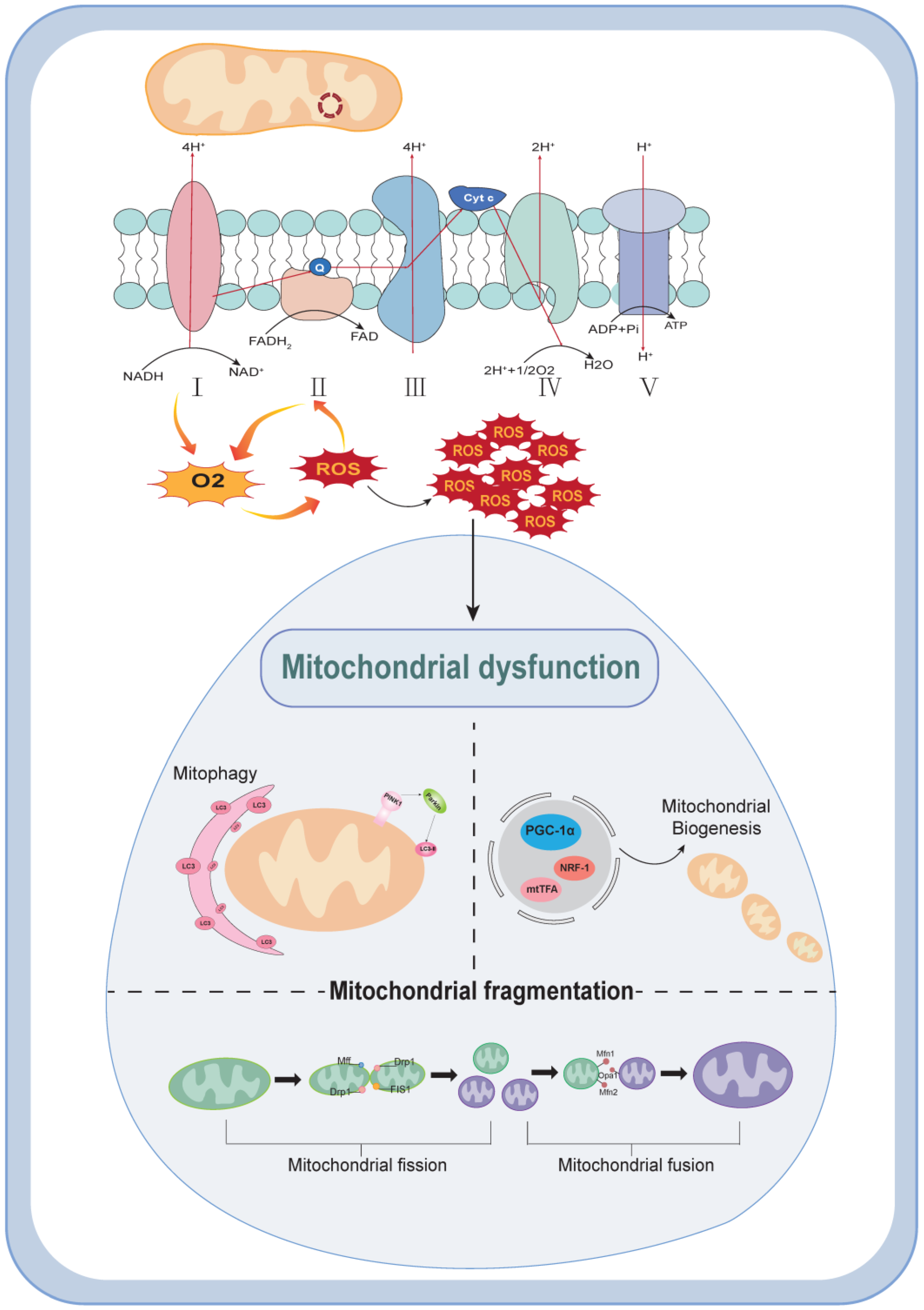 Biomolecules 14 00733 g001