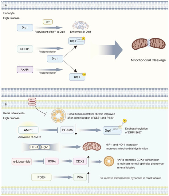 Roles of Mitochondrial Dysfunction in Diabetic Kidney Disease: New ...
