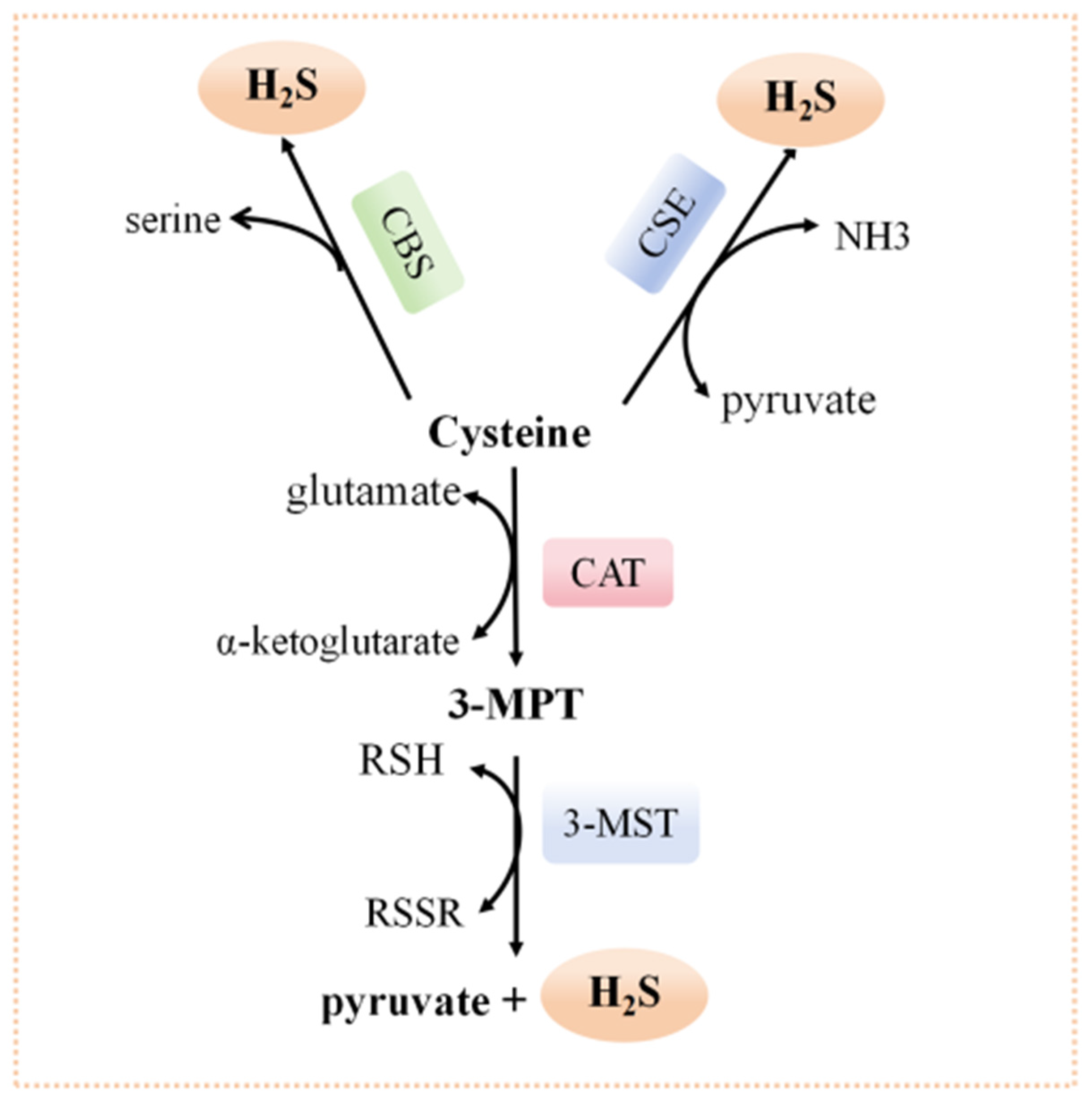 Biomolecules 14 00740 g001