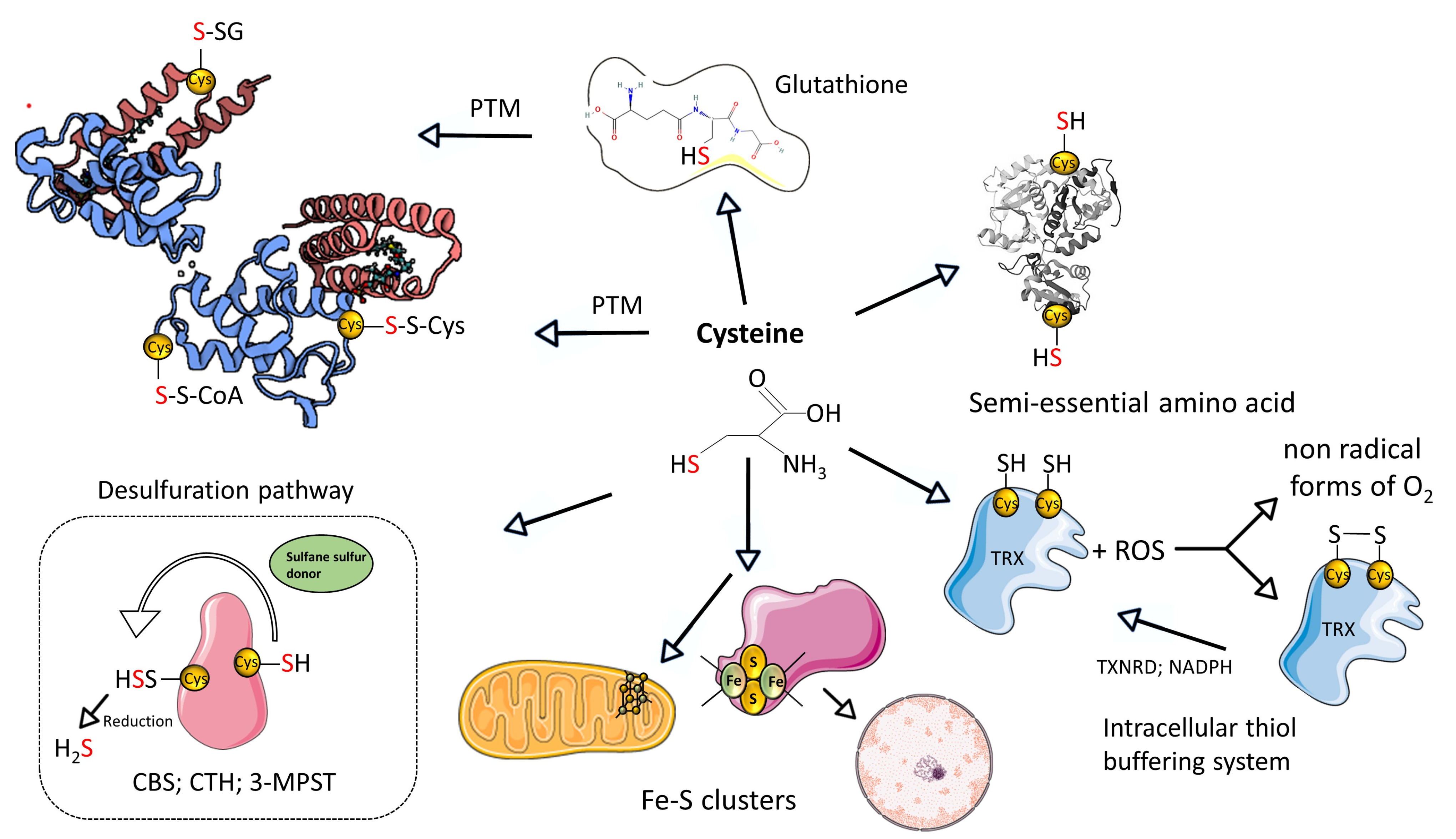 Bridging the Gap in Cancer Research: Sulfur Metabolism of Leukemic 