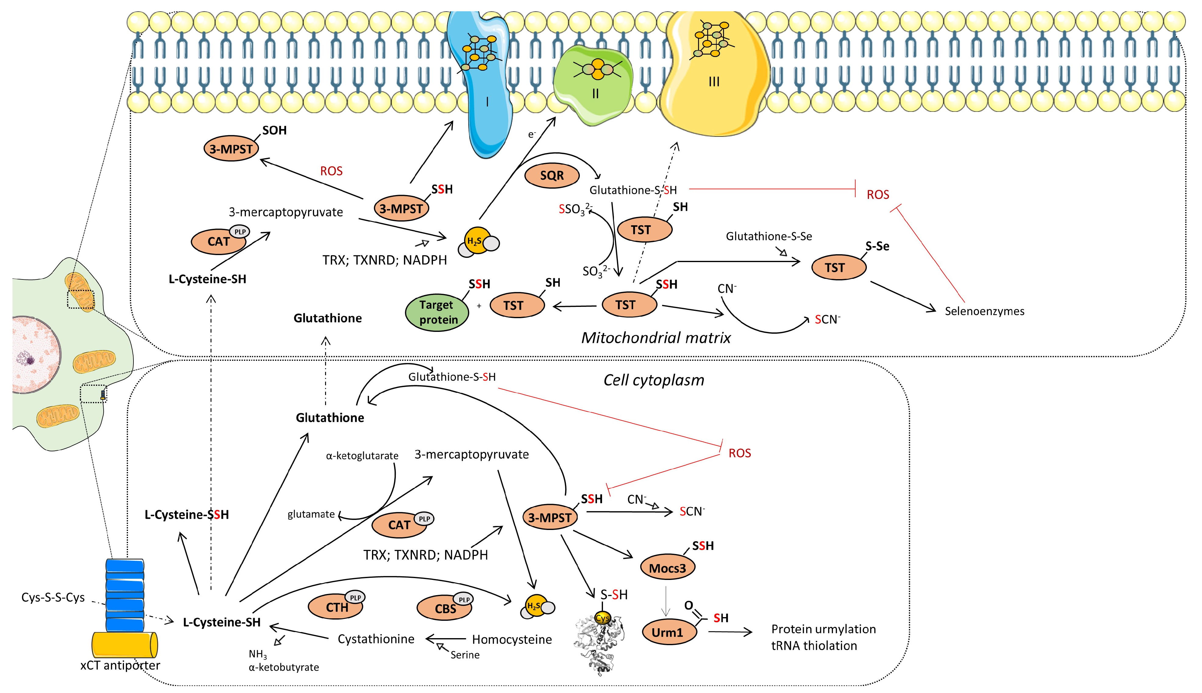 Biomolecules 14 00746 g002