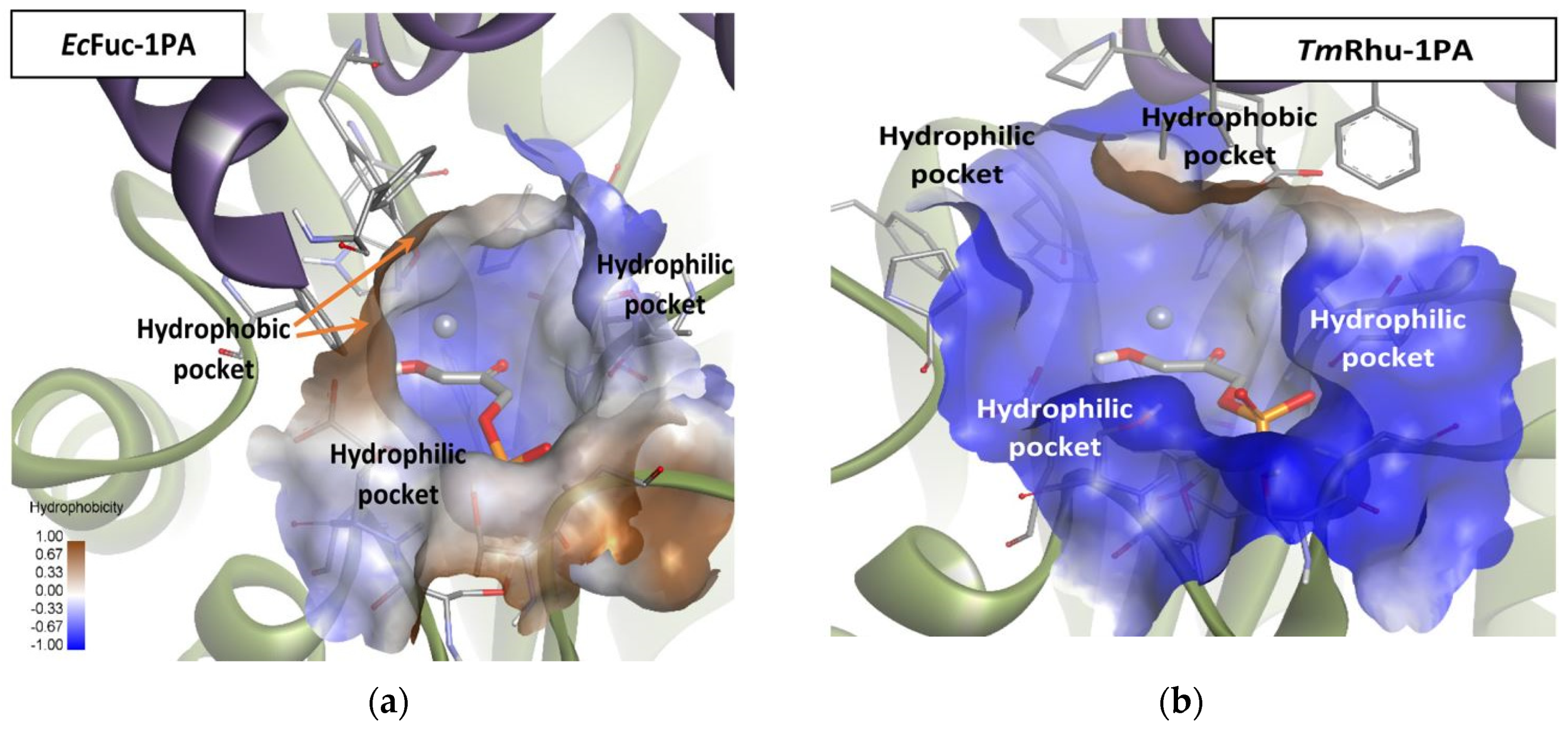 Biomolecules 14 00750 g009 Biomolecules 14 00750 g009